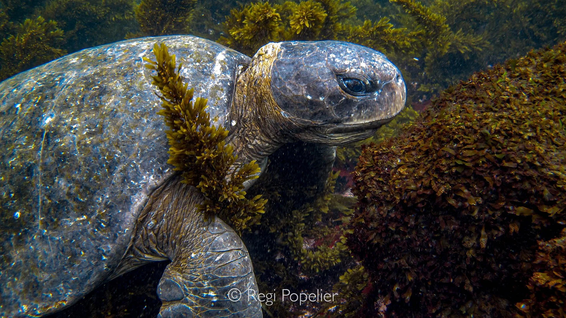 GAL002 - Encounter with this turtle in the waters near the mangrove forest. 