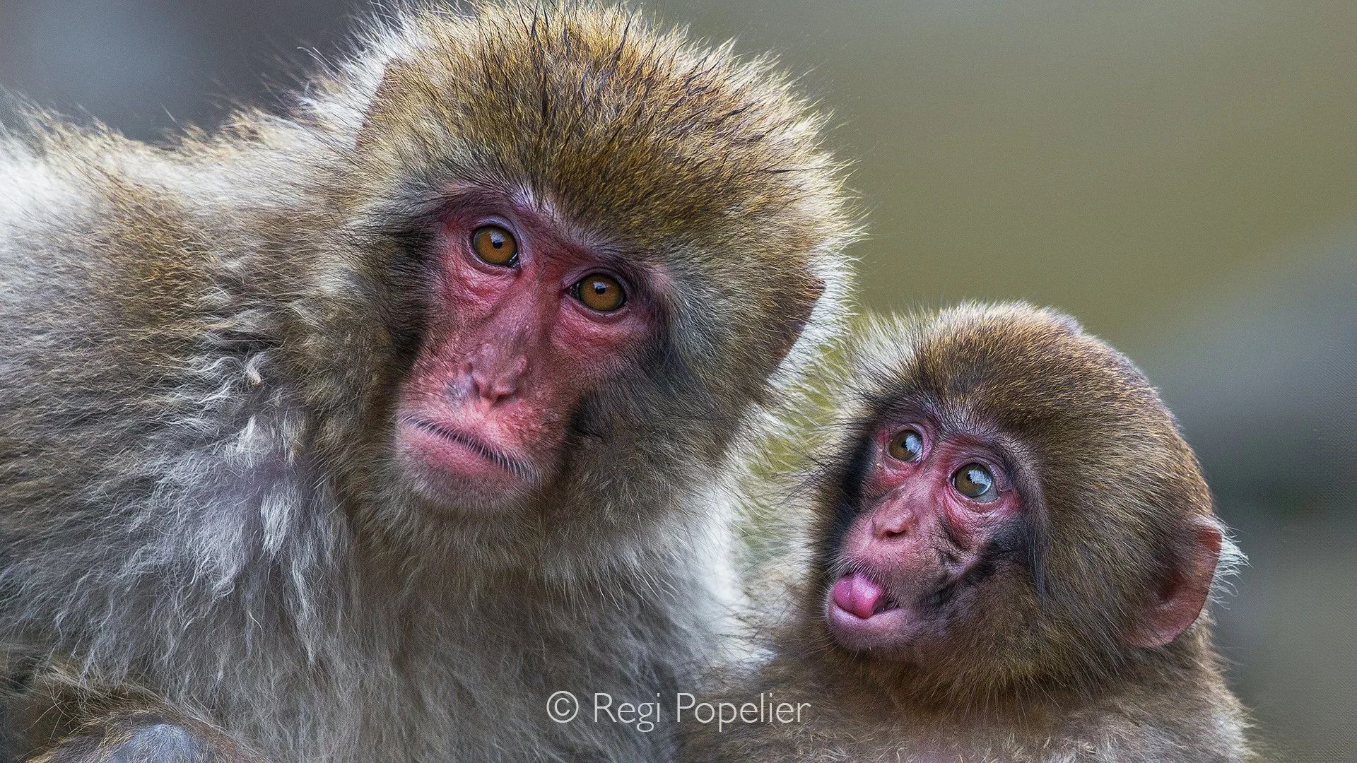 JAP015 - As if disagreeing with his mother, this little one secretly sticks out his tongue behind her back.