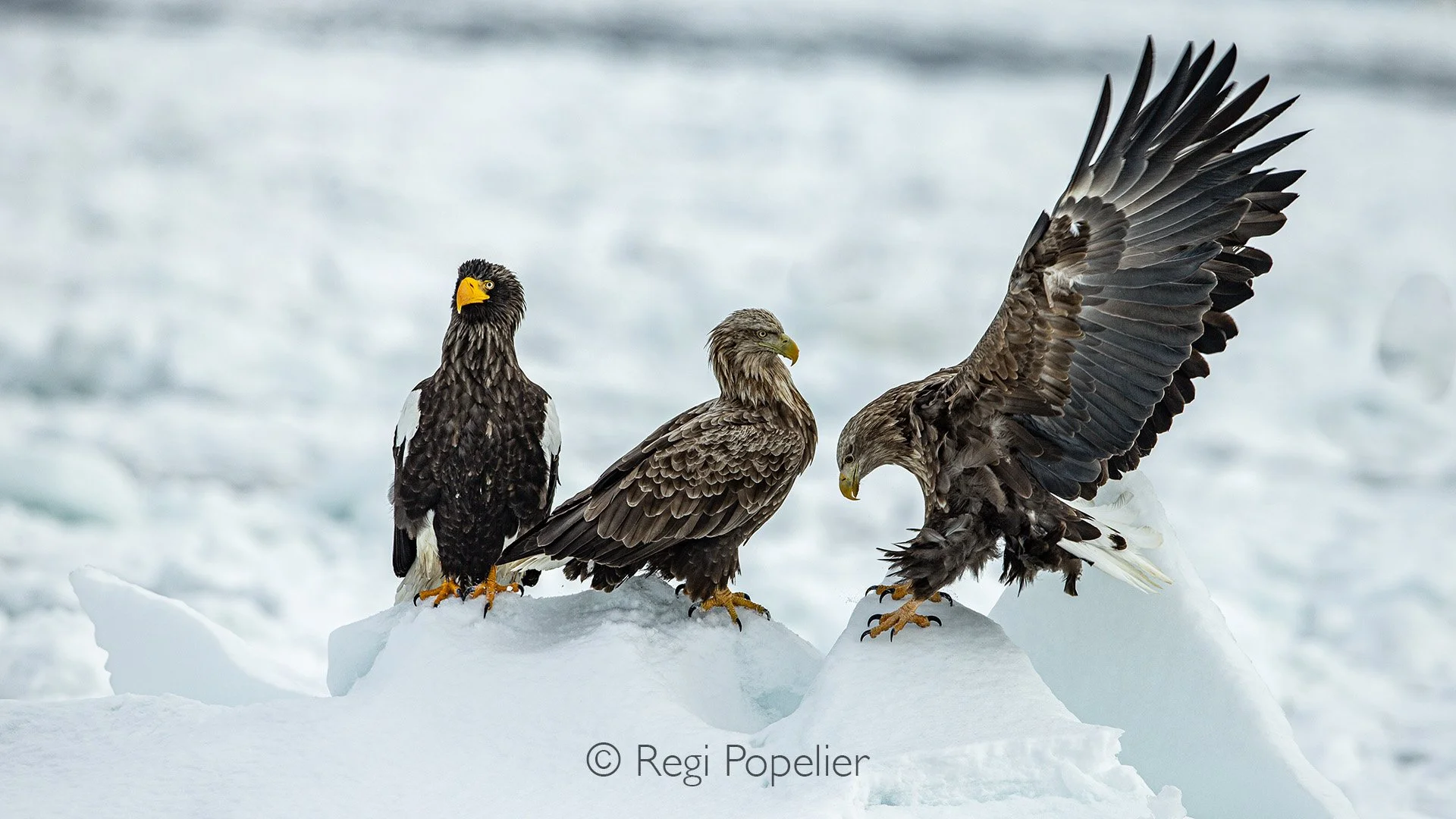 HOK052 - In the heart of winter at Raussu, we boarded a small, rugged boat, the cold biting through our layers as ice-crusted waves lapped against the hull. Our mission  to seek out the majestic Steller’s Eagles and the White tailed sea eagles perche
