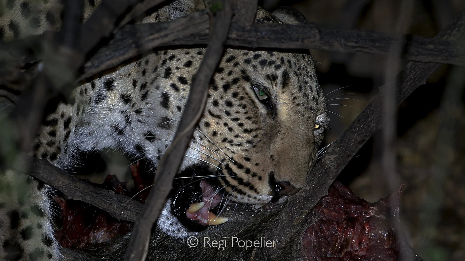 ZAMBIA033 - Eating from a baboon at night 