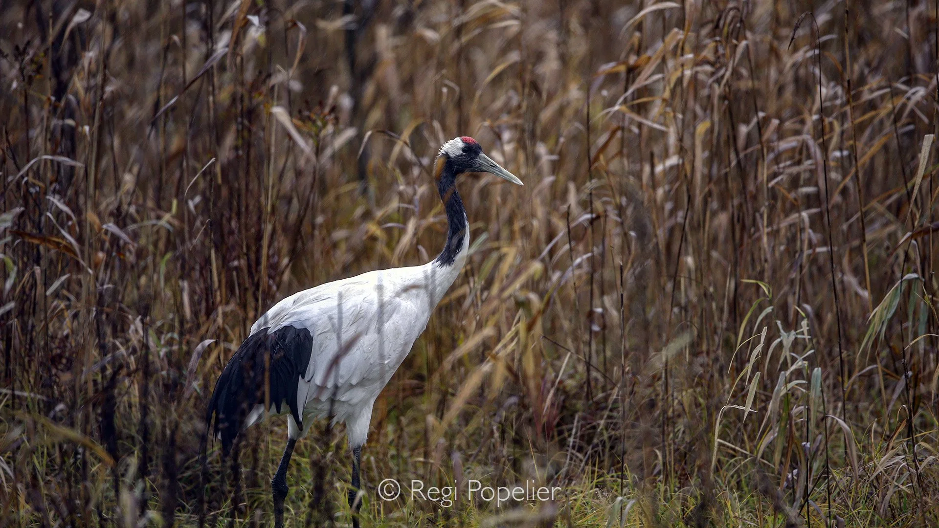 HOK012 - The contrast between the Crane and the stems of corn 