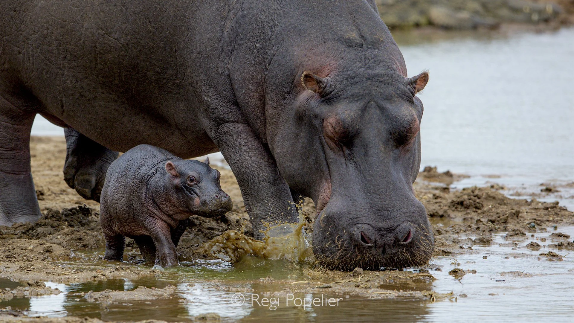Namibia010 - Mother hippo with her new born calf.