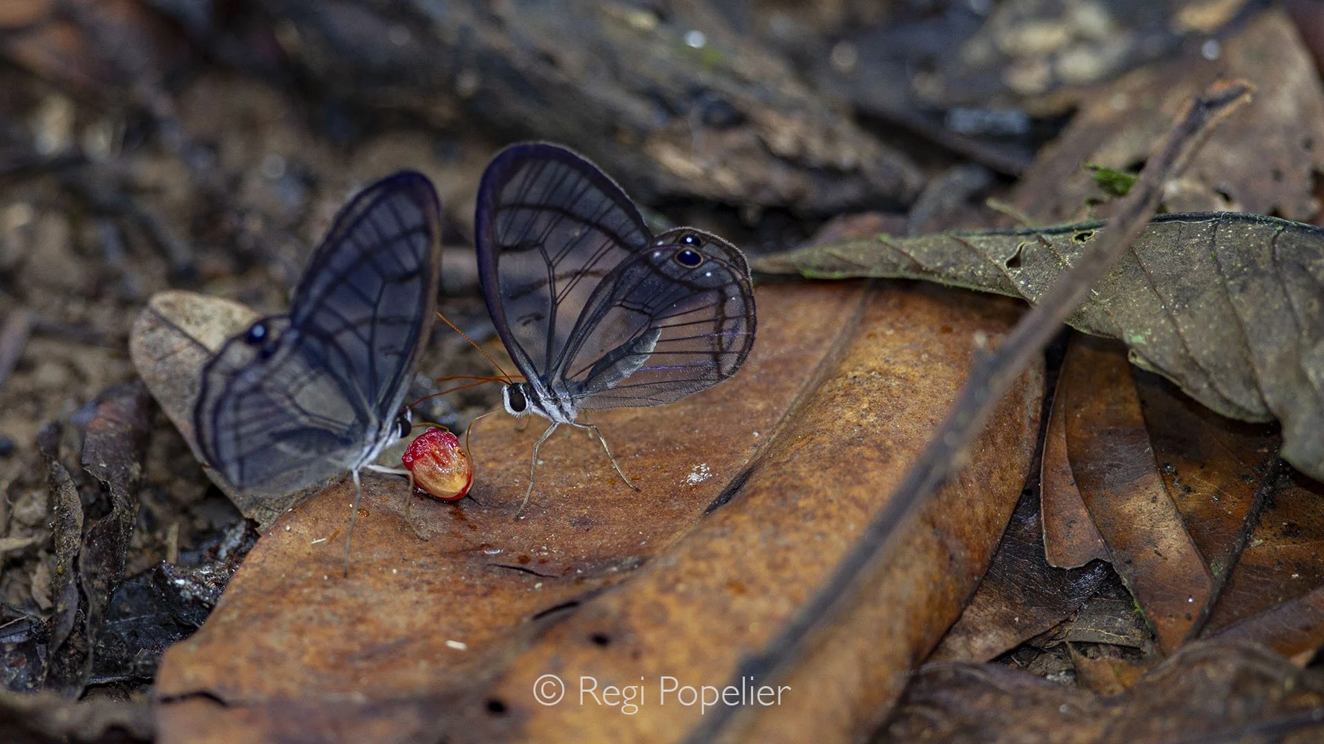 CR013 - Couple of Glasswing butterflies (Godyris nero) rests delicately on a leaf in Costa Rica, their  translucent wings catching the light as it prepares to lay eggs, a fragile marvel of the rainforest.
