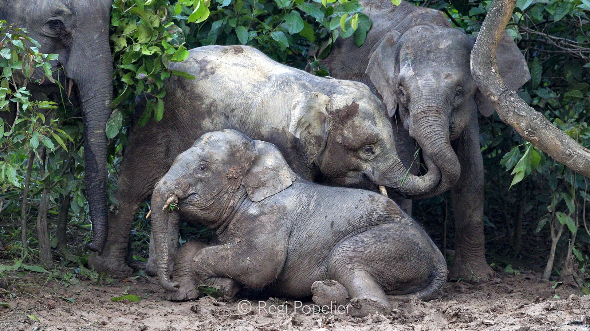 BOR001 - Pygmy elephants playing along the muddy banks of the Kinabatangan River. A rare glimpse of Borneo’s incredible wildlife.