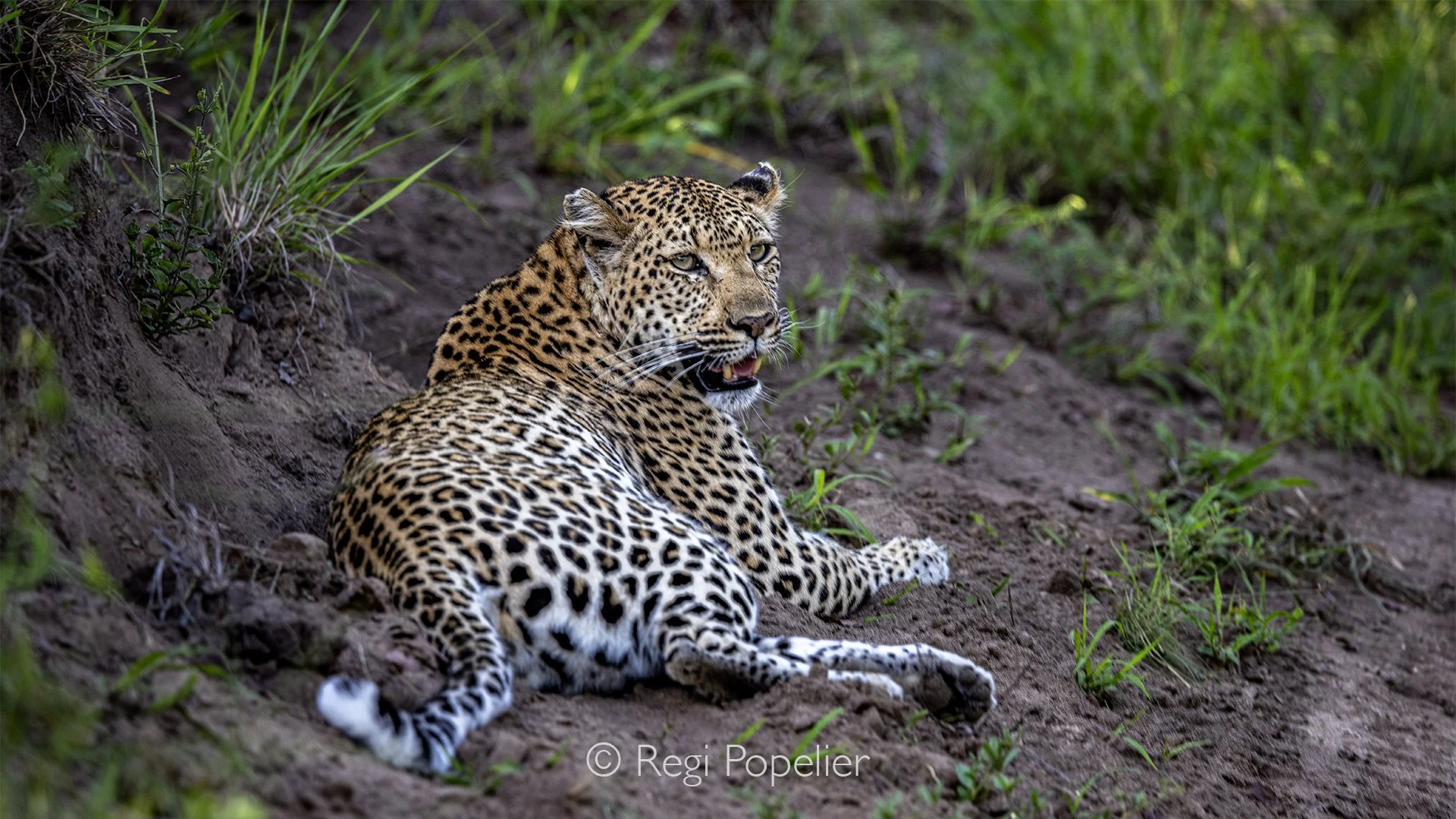 South Africa121 - Magnificent leopard male Sabi sabi sands.
