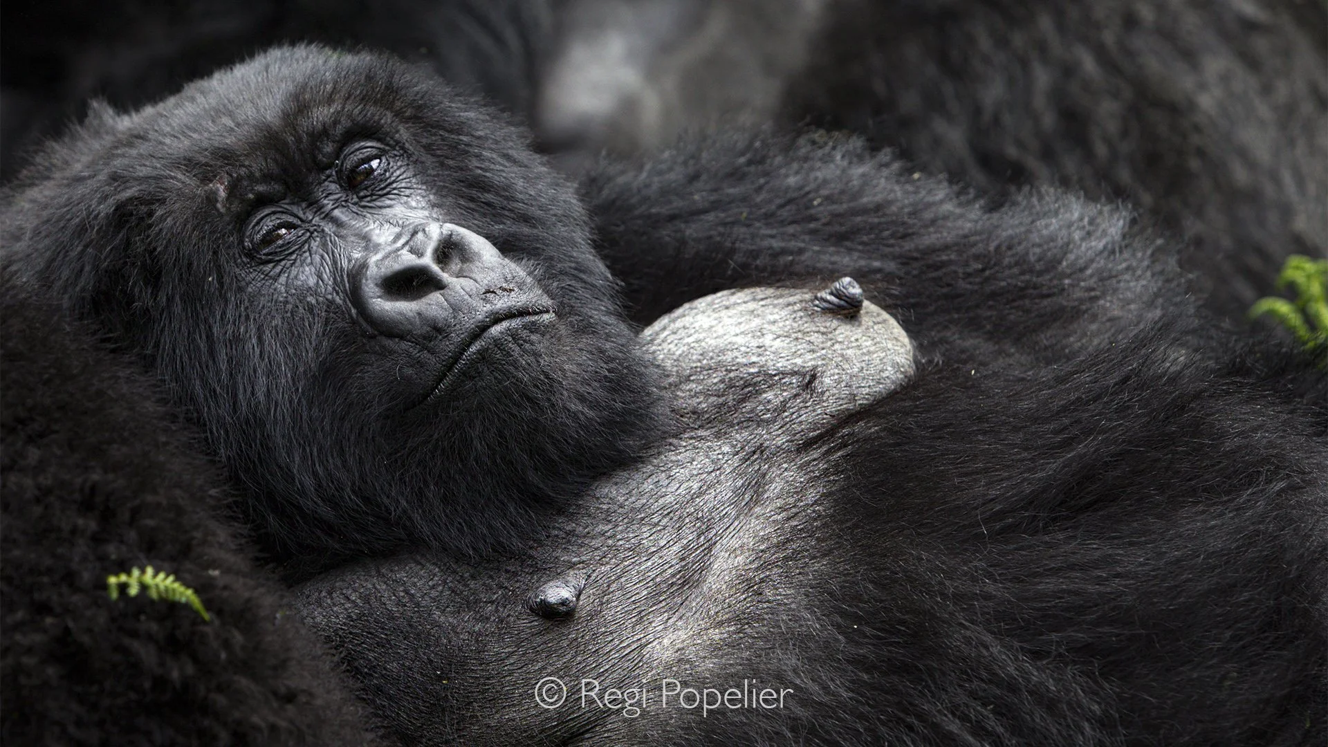 RWANDA018  - Standing only a few meters away, I quietly photograph one of the planet's rarest primates. The respectful distance disappears emotionally as our eyes briefly meet. 