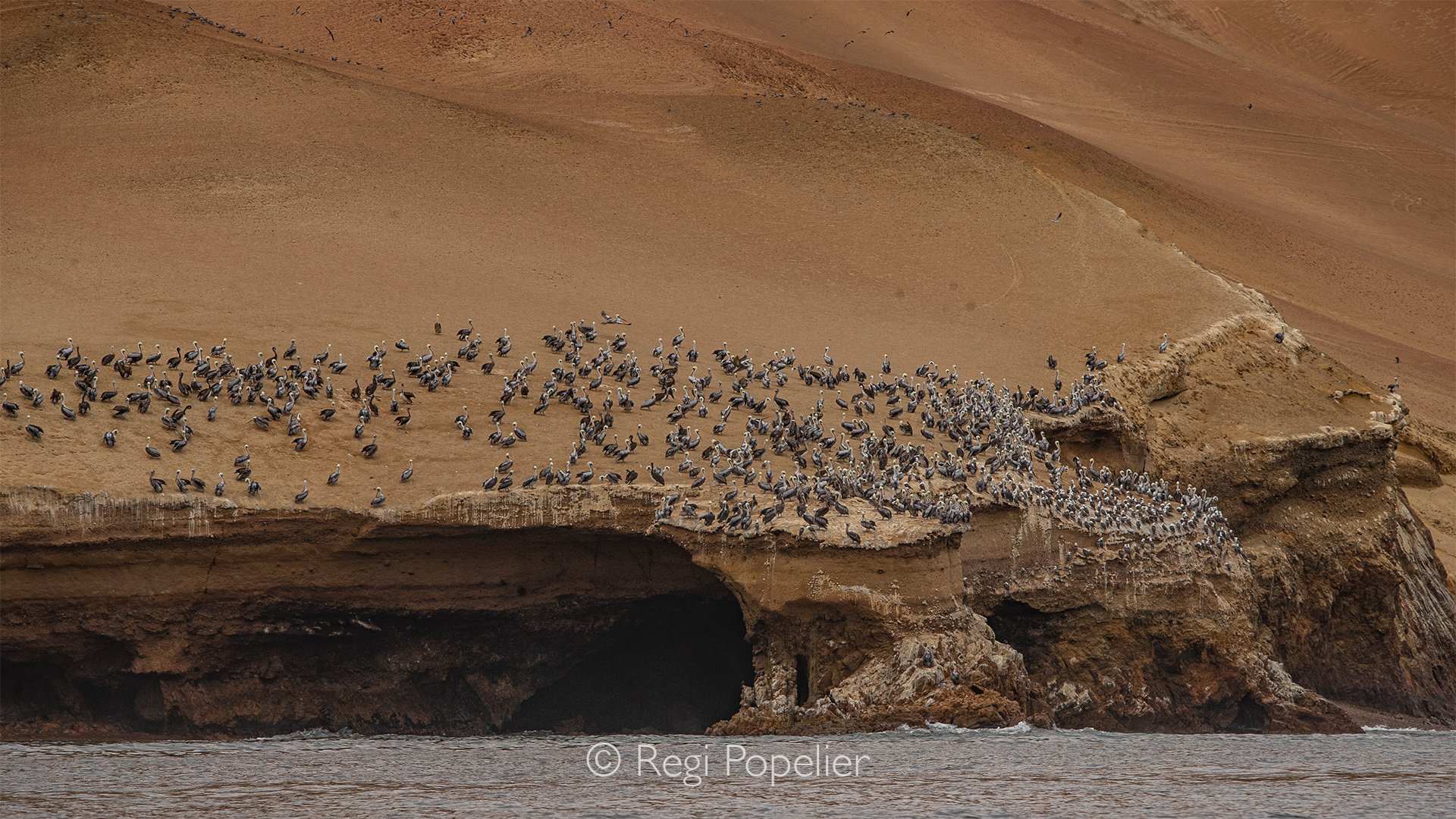 PERU006 - From a distance, pelicans appear as small figures resting on isolated rocks surrounded by the vastness of the Pacific. The scale of the landscape emphasizes both the beauty of the birds and the immensity of their environment.