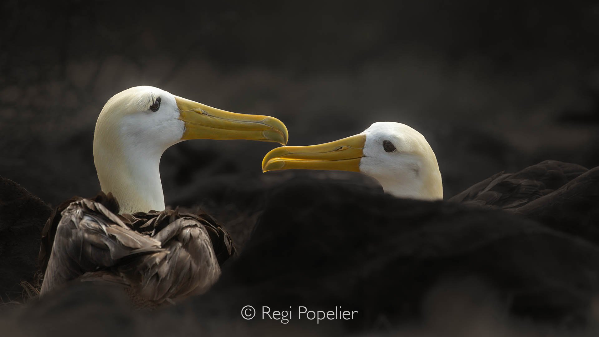 GAL005 - A pair of waved albatrosses, seemingly greeting each other with a look of tenderness.