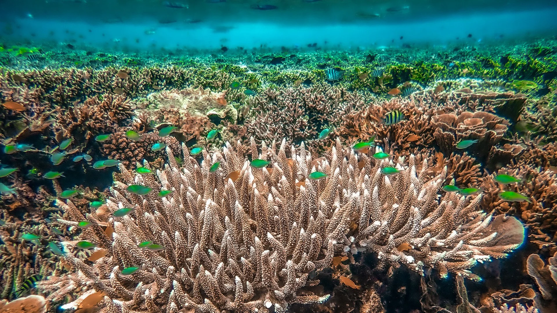 INDO098 - In Raja Ampat, I rediscovered a passion I had pursued over 30 years ago, diving into the region’s fabulous underwater world