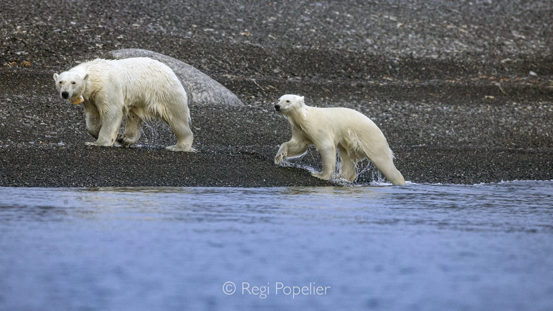 NPOLE045 - A mother polar bear and her cub emerge from the shoreline, their bond evident as they prepare to continue their Arctic journey. 