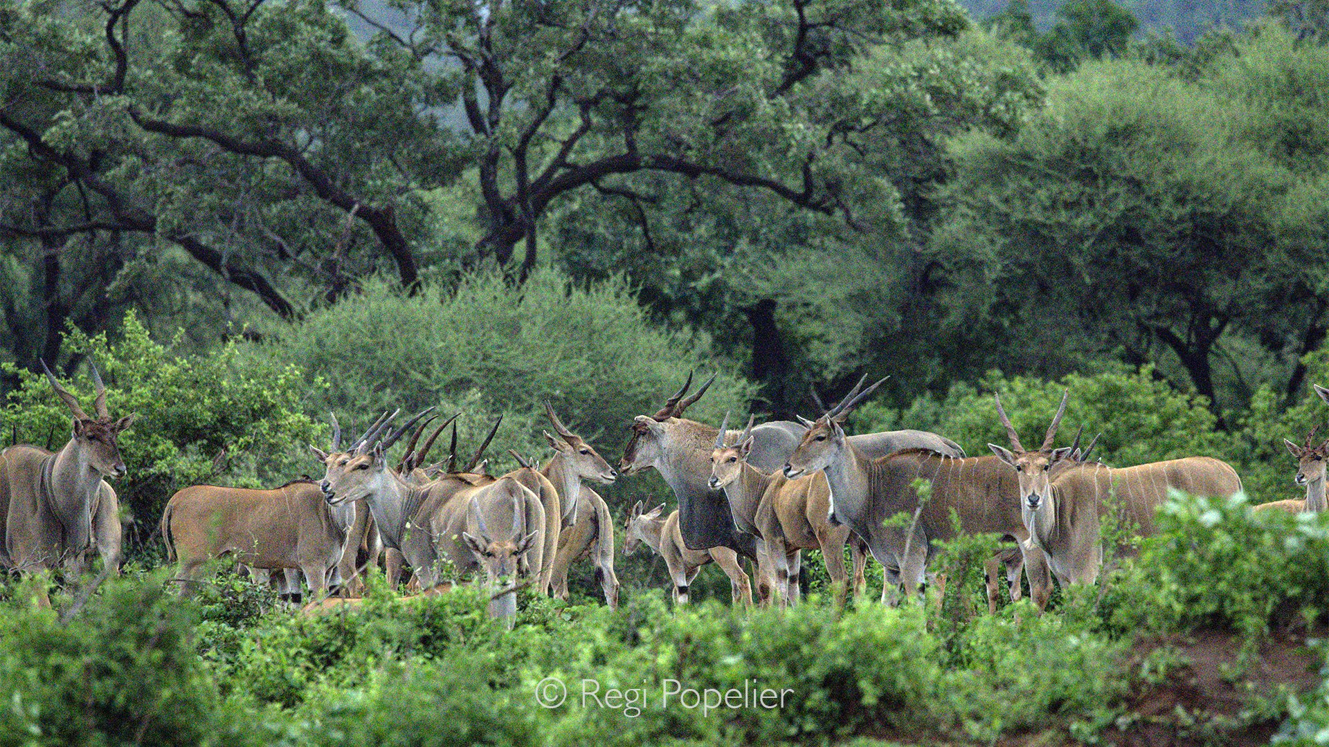 South Africa076 - As we started each safari, morning or afternoon, a magnificent group of elands seemed to welcome us at the gate. Their imposing presence became a familiar and beautiful sight, as if these gentle giants had claimed the entrance as th