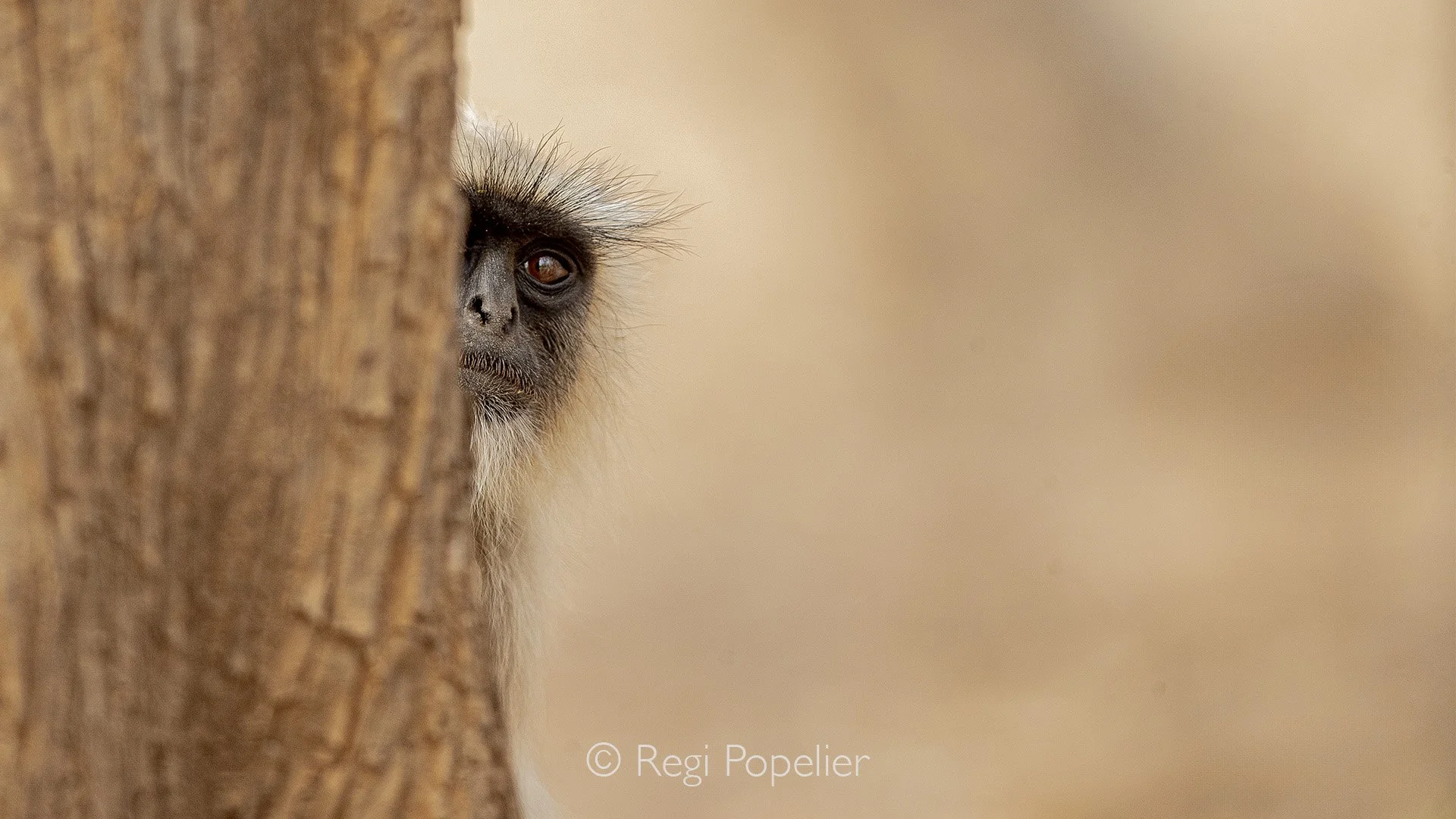 INDIA031 - Hello, it's me I am a  Hanuman langur 