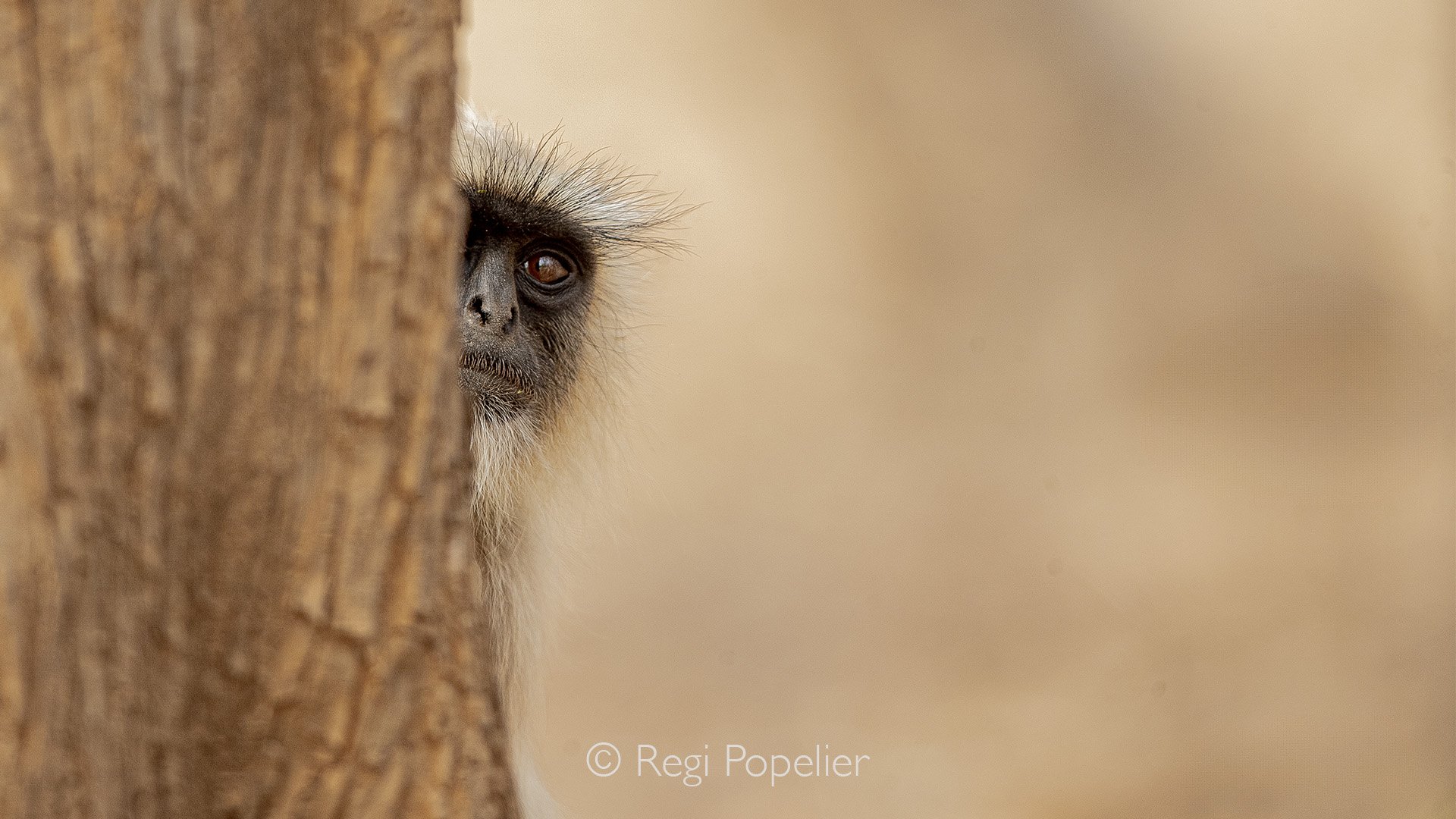 INDIA031 - Hello, it's me I am a  Hanuman langur, now my name has recently changed to  Black faced monkey. 
