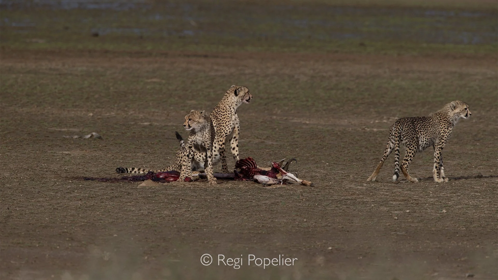 South Africa036 - Three cheetahs remain close to the remnants of a springbok, their attention still fixed on the remains of their hard-earned meal. The scene is both beautiful and brutal, a reminder that beneath the grace and speed of these magnifice