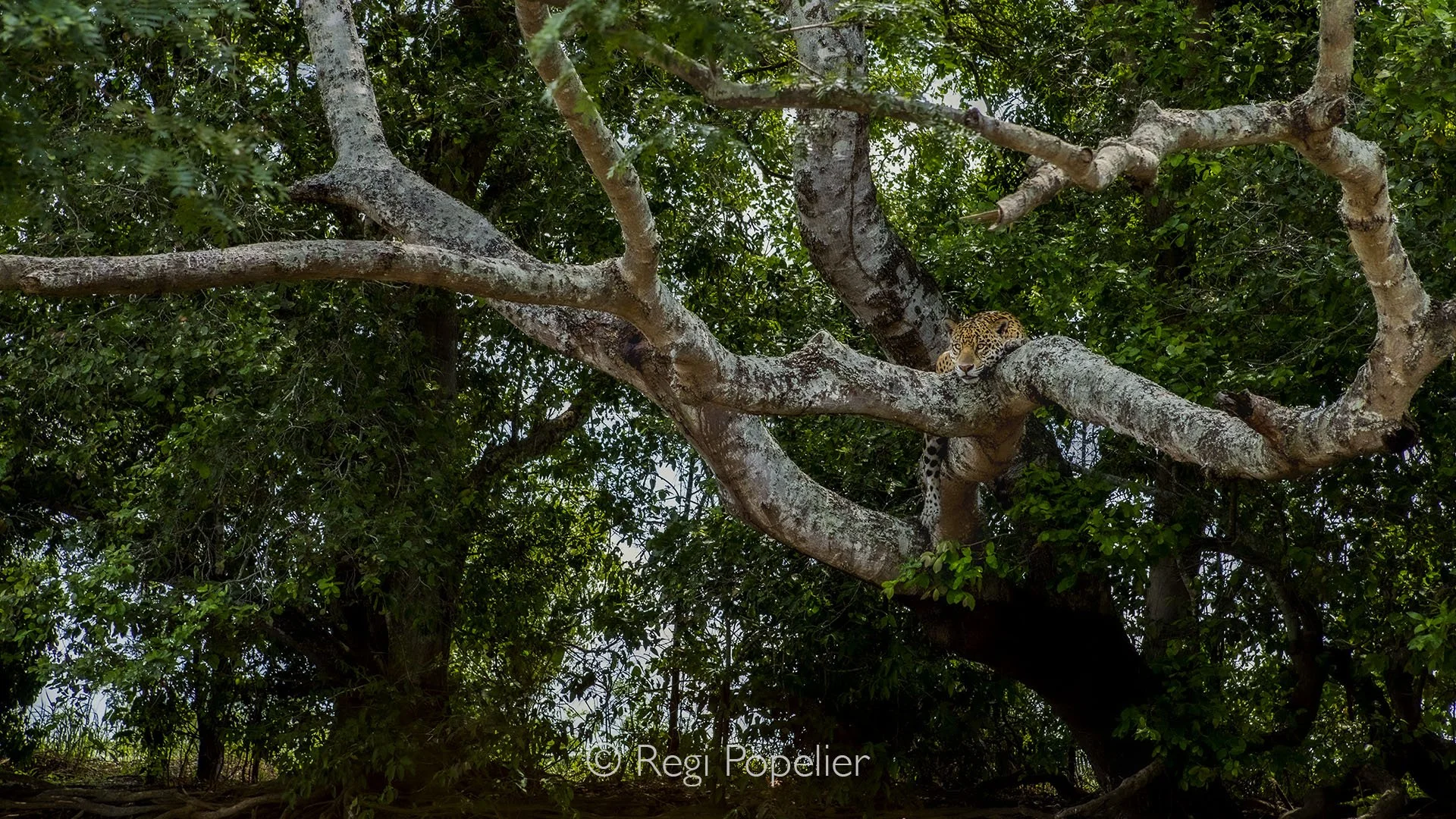 BRA021 - Jaguar resting in a tree along the river, eyes locked on its prey, the cayman, ready for the final, powerful leap.