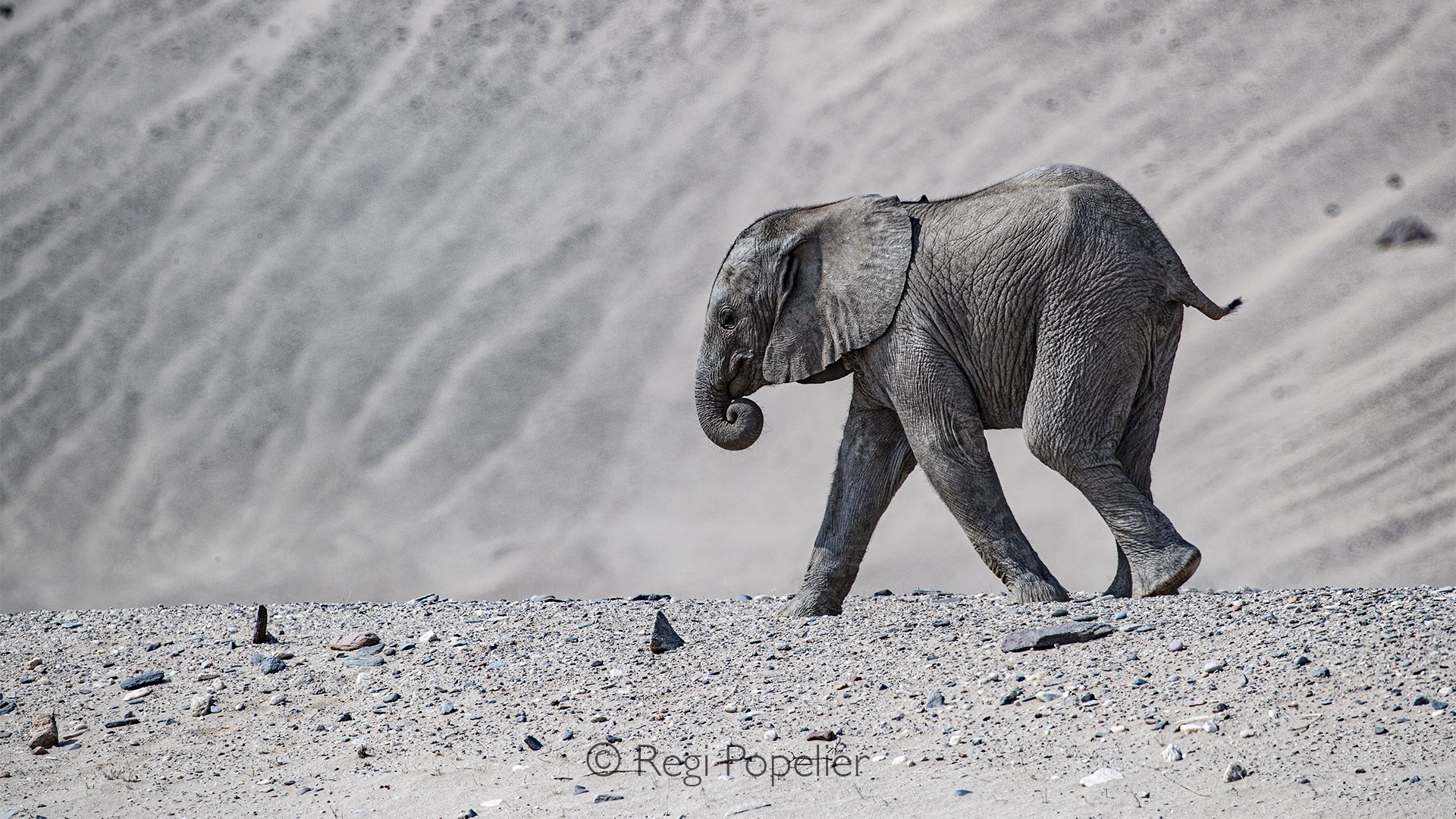 Namibia092 - A solitary youngster marching through a monumental world.