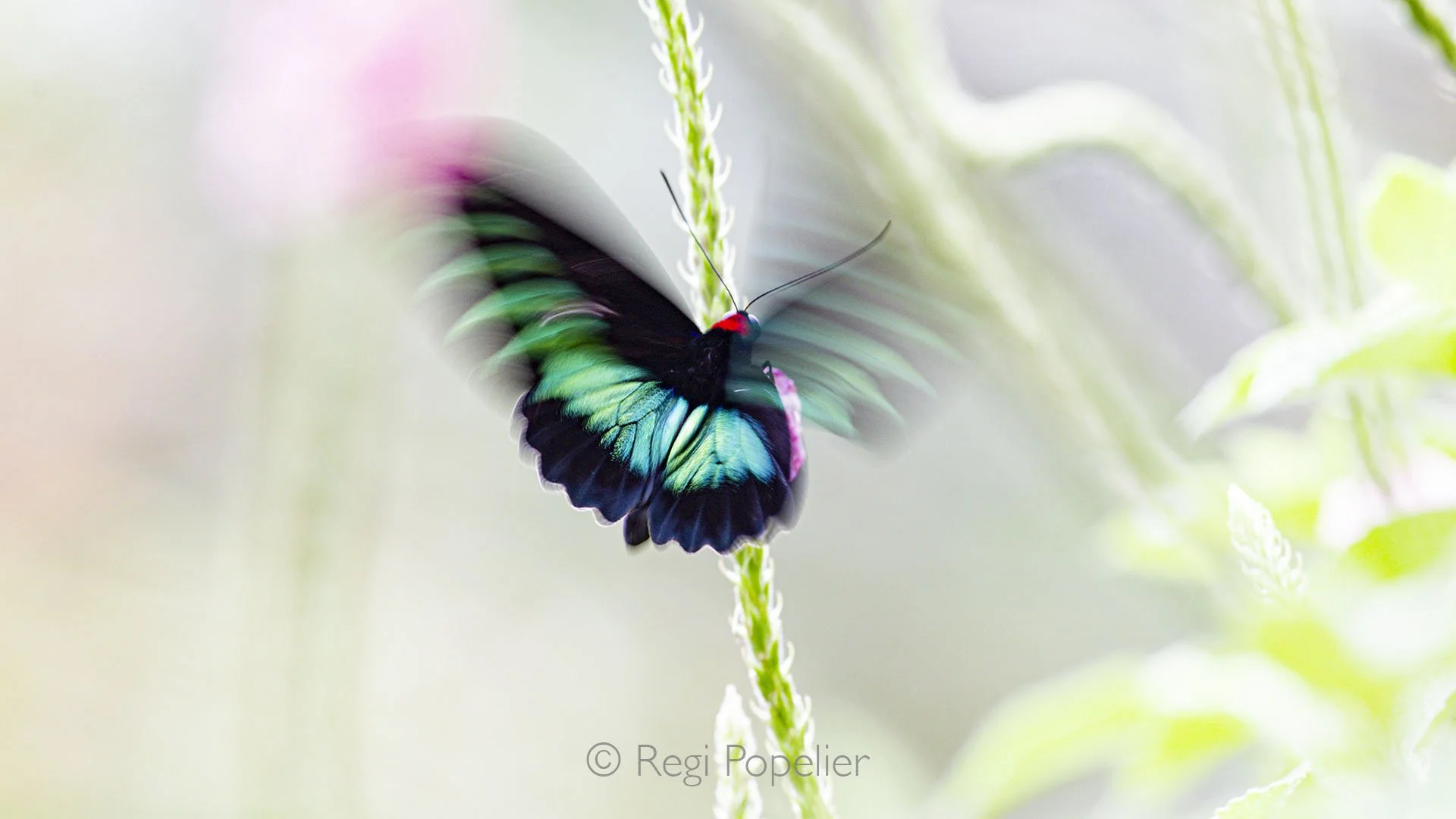 BOR007 - Rajah Brooke’s Bird wing, this is a living emblem of Malaysia’s rich natural heritage, captured here in slow motion.