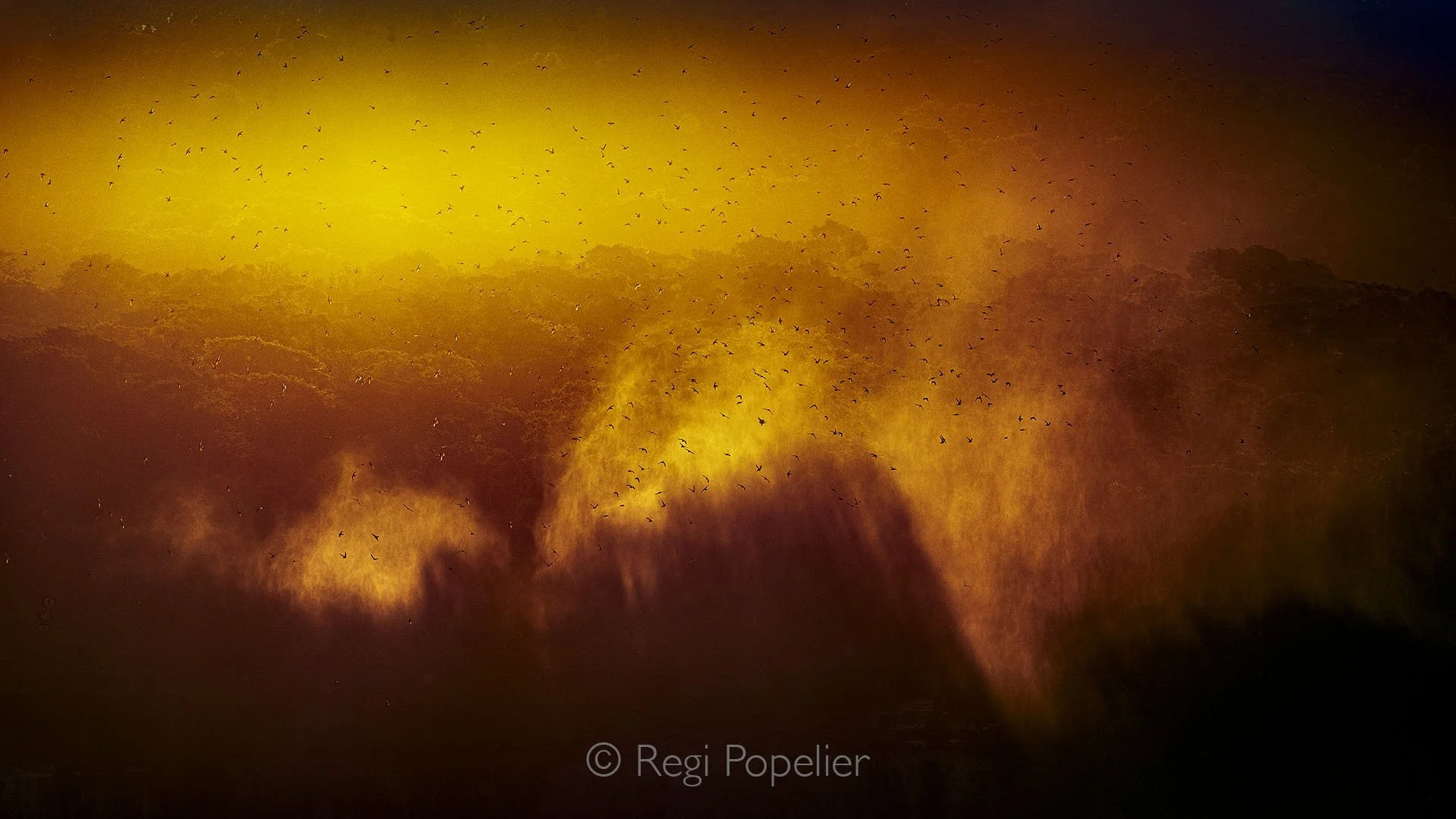 BRA001 - As the sun sets and golden light melts into the foaming water, thousands of swallows rise from their nests, sweeping across the evening sky in search of insects. A fleeting, breathtaking moment where nature moves as one wild, rhythmic, and u