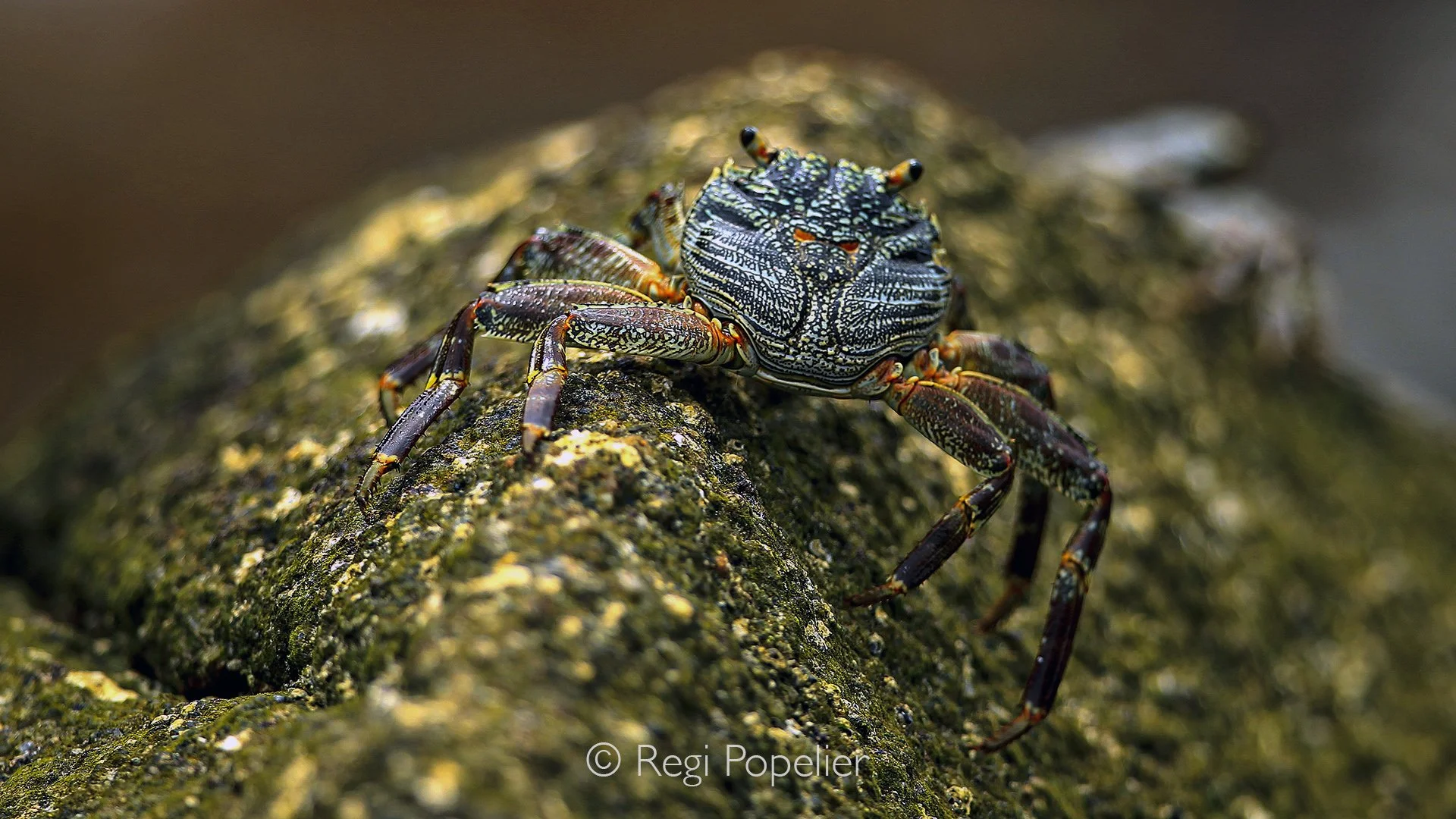 Seychelles007 -  Along the Seychelles coastline, a small crab rests on a sun-warmed rock.