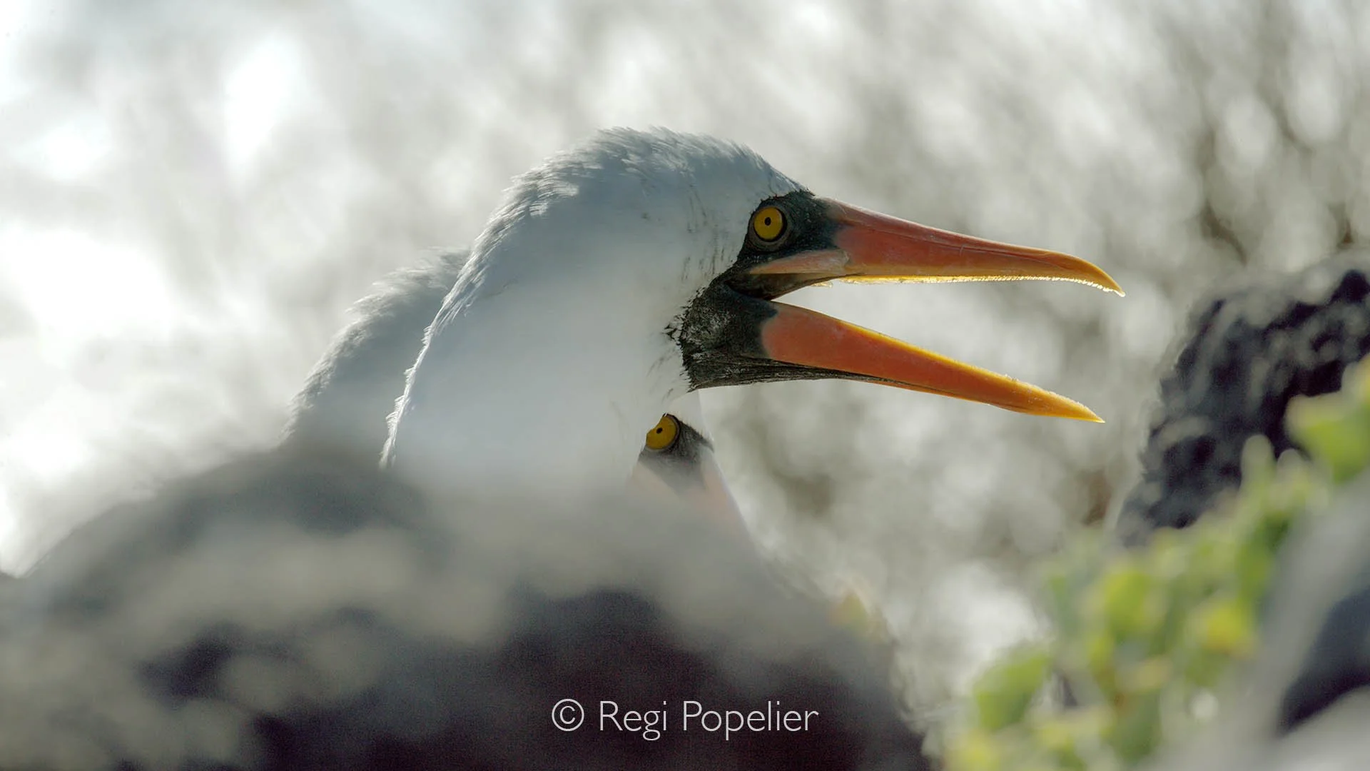 GAL007 - Nazca booby photographed against light.