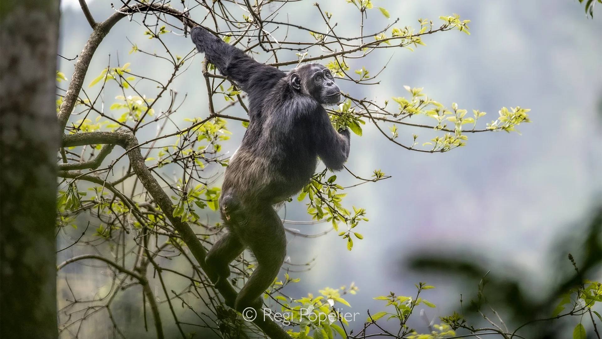 RWANDA039  - High in the rainforest canopy, an adult chimpanzee pauses on a sturdy branch, quietly observing the forest below. Filtered sunlight illuminates its thoughtful expression, revealing the intelligence and awareness that make every encounter