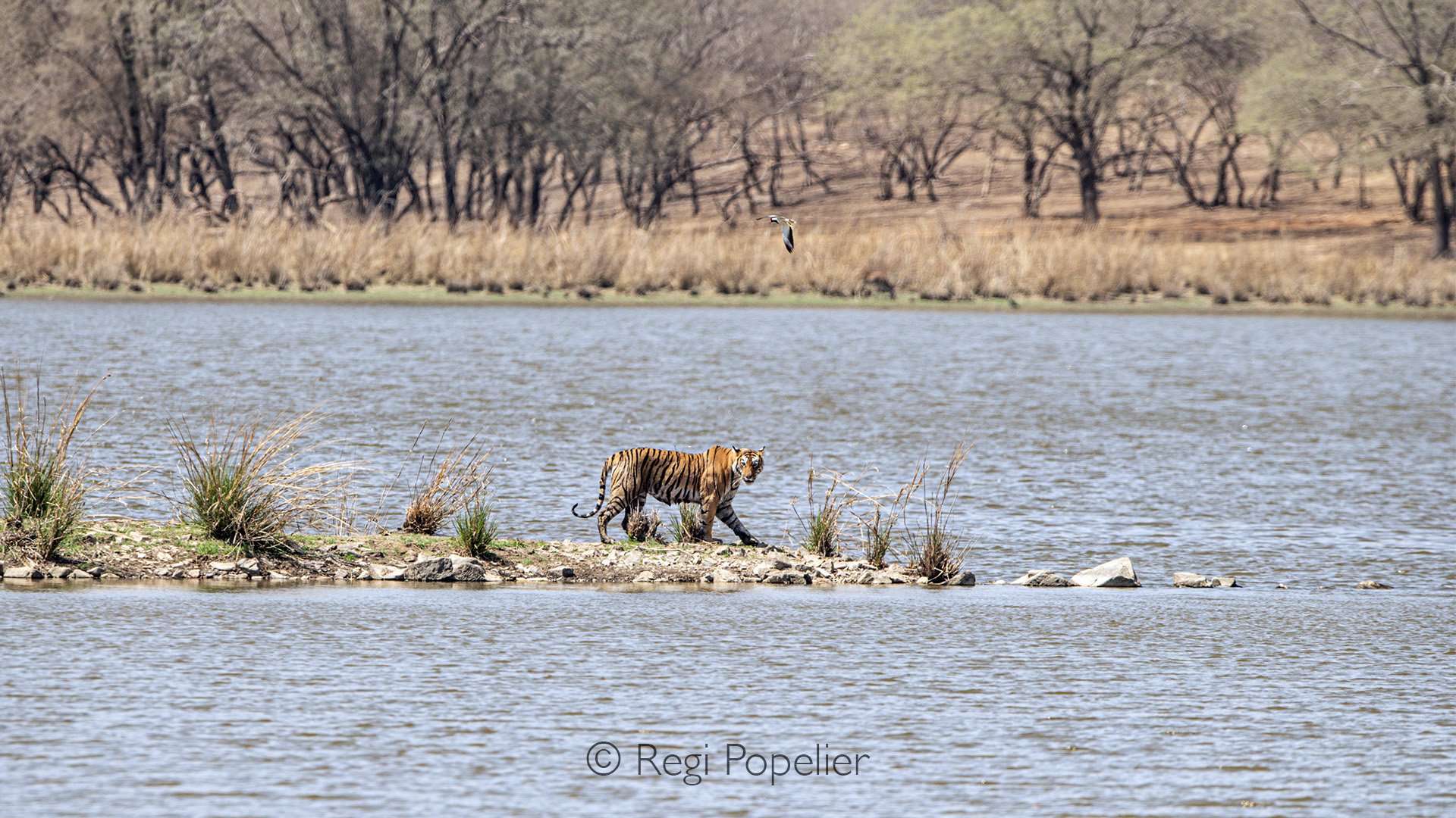 INDIA042 - Arrowhead before crossing the river inside the NP
