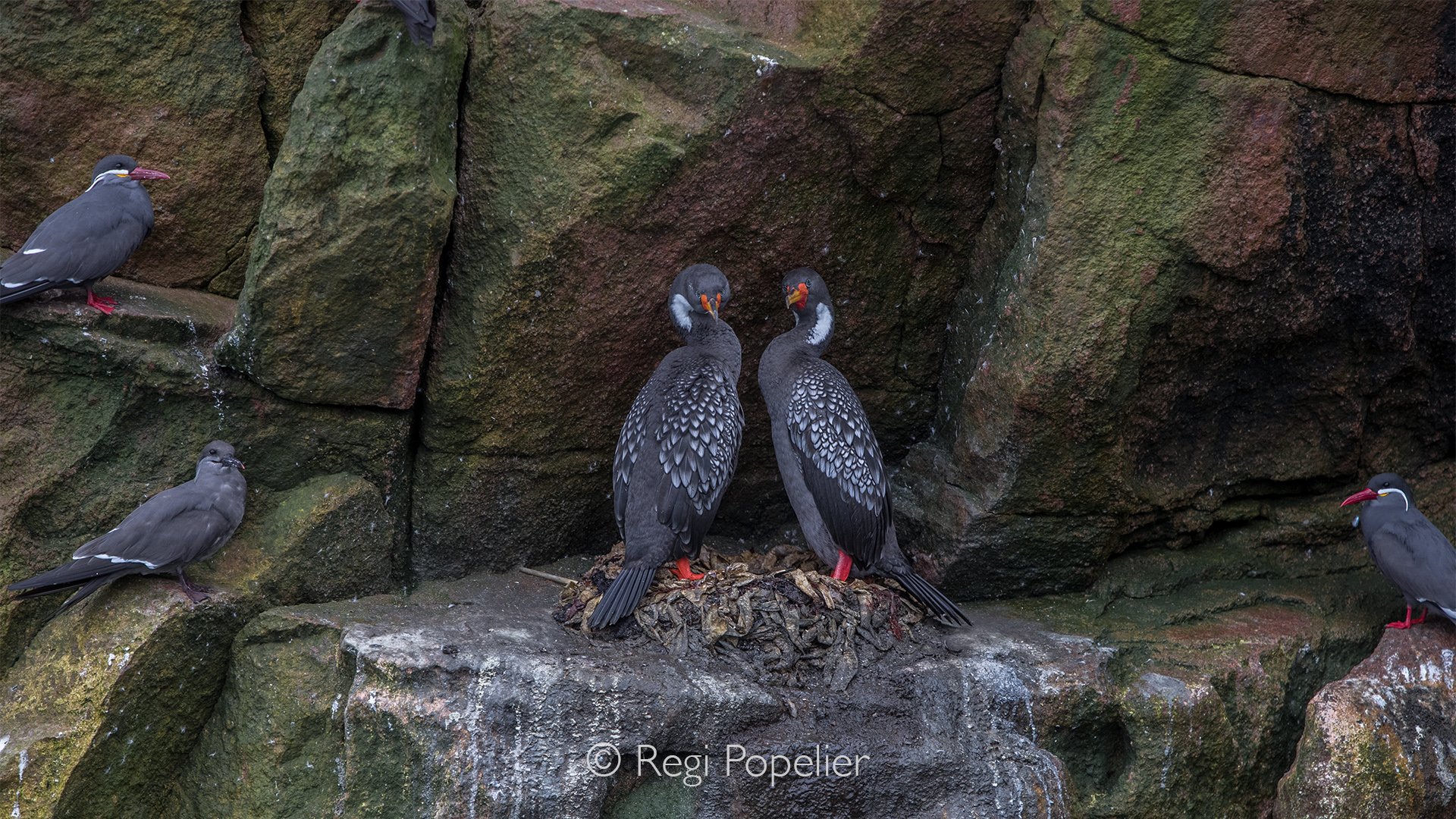 PERU013 - A pair of red legged cormorants stands together on the rugged rocks of Peru’s Pacific coastline. Their elegant silhouettes, distinctive red legs and dark plumage contrast beautifully with the harsh coastal environment they call home.