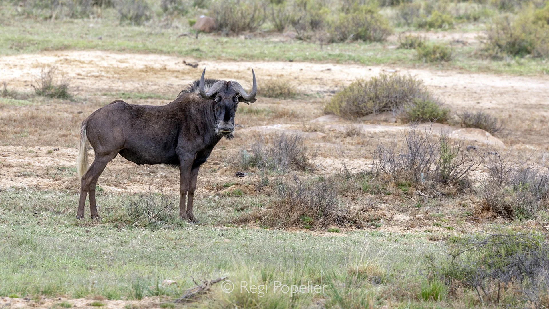 South Africa077 - A black wildebeest stands proudly against the rugged landscape of the Karoo, its dark silhouette contrasting with the dry plains and distant mountains. 