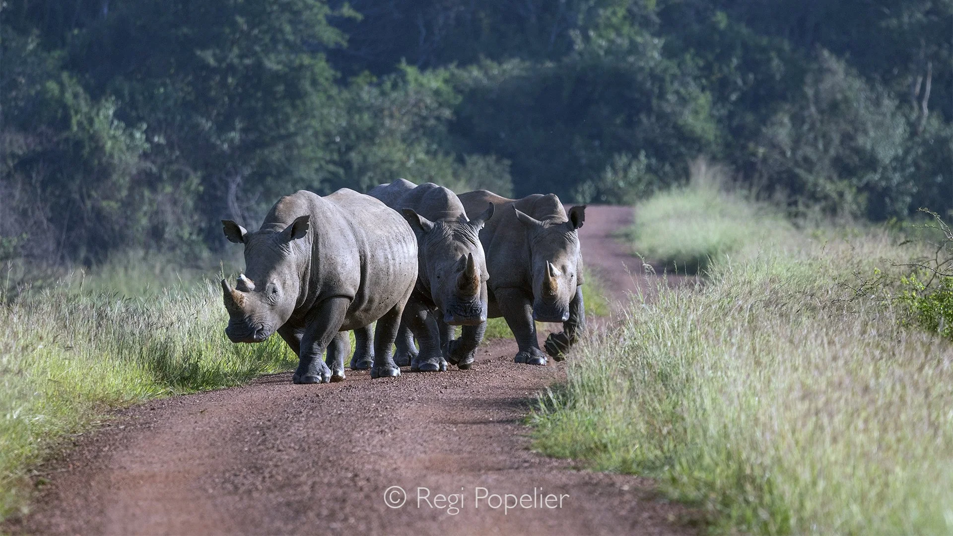 RWANDA065  - Standing quietly in front of three magnificent white rhinoceroses, I am reminded of both their immense power and their remarkable calmness. Against the open landscape of Akagera National Park, this rare encounter becomes a powerful symbo
