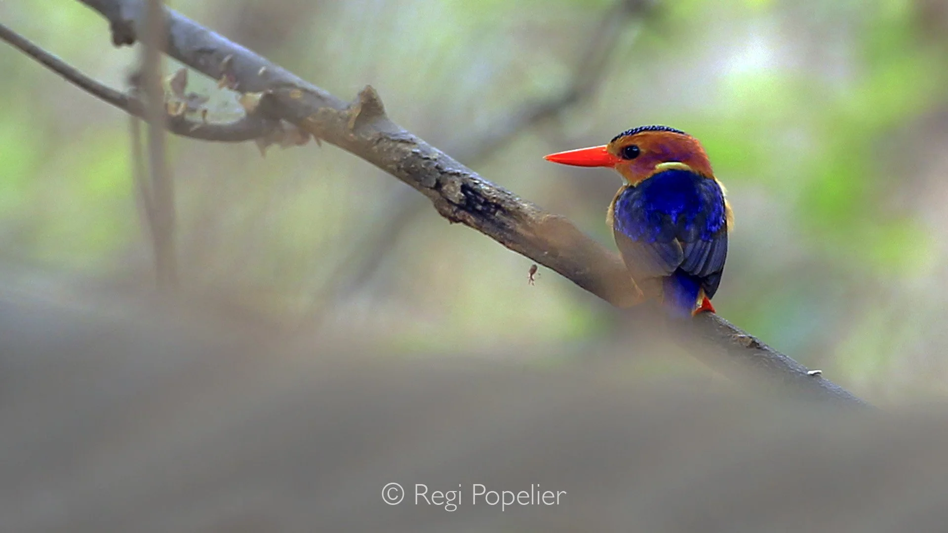 ZAMBIA023 - African Pygmea Kingfisher in all it's beauty, rare to find