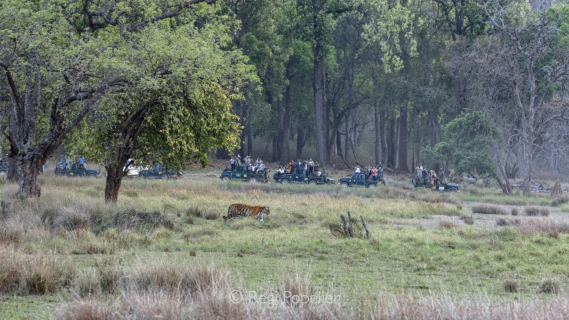 INDIA096 - Tiger sighting. Kanha NP 