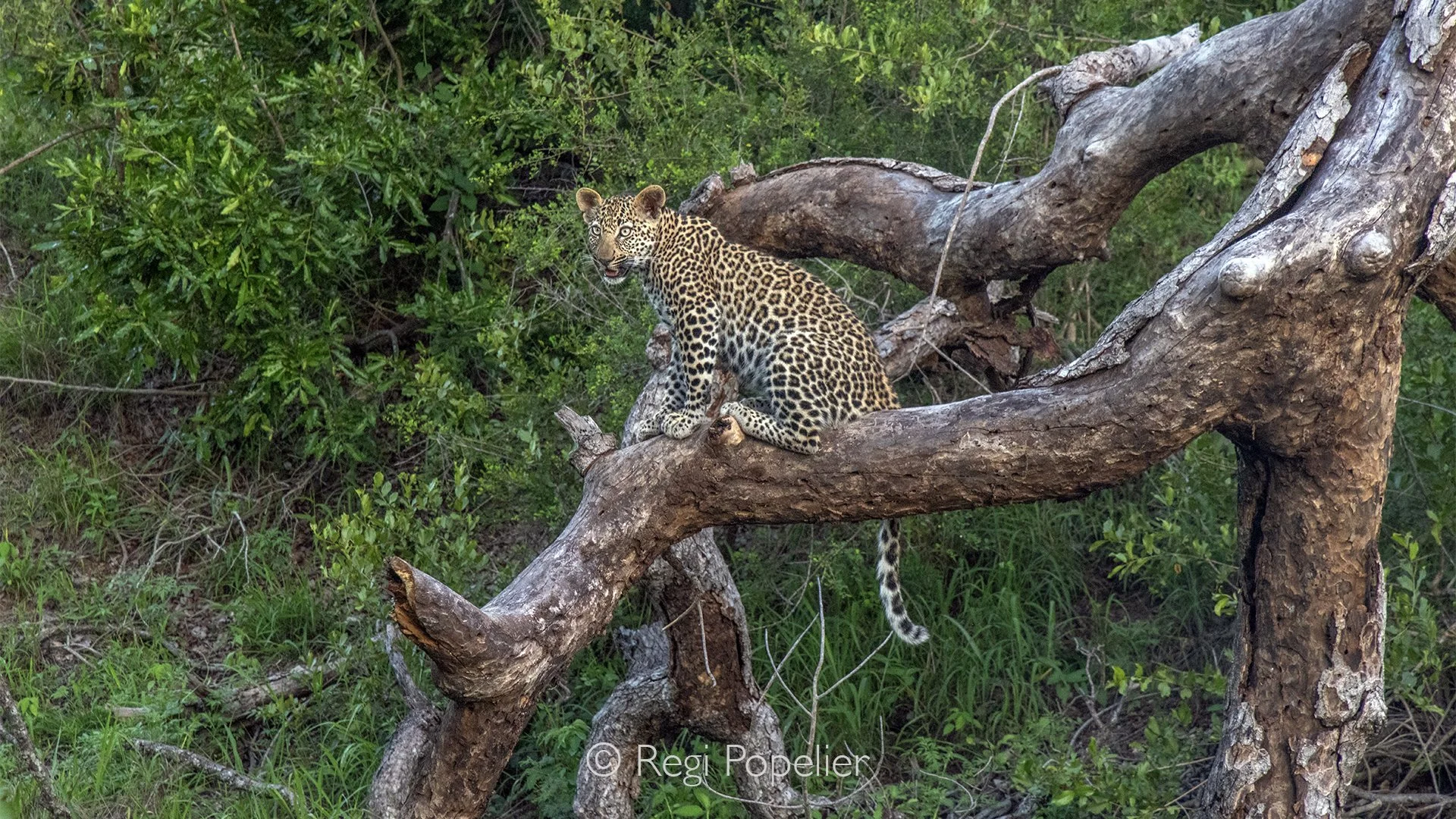 South Africa120 - Perched safely on the branch of a tree, a young leopard looks down from above, completely at ease. The elevated position offers a perfect vantage point over the surrounding landscape. Sabi Sands.
