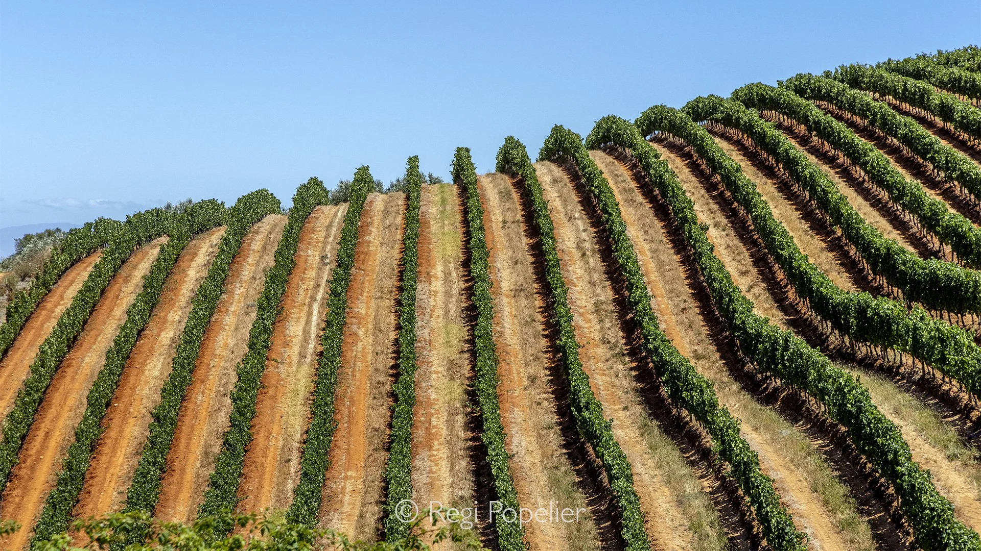 South Africa128 - he wine lands of Stellenbosch unfold in a beautiful mosaic of vineyards, rolling hills, and dramatic mountain backdrops. Bathed in the warm South African light, the carefully cultivated landscape creates a striking harmony between n