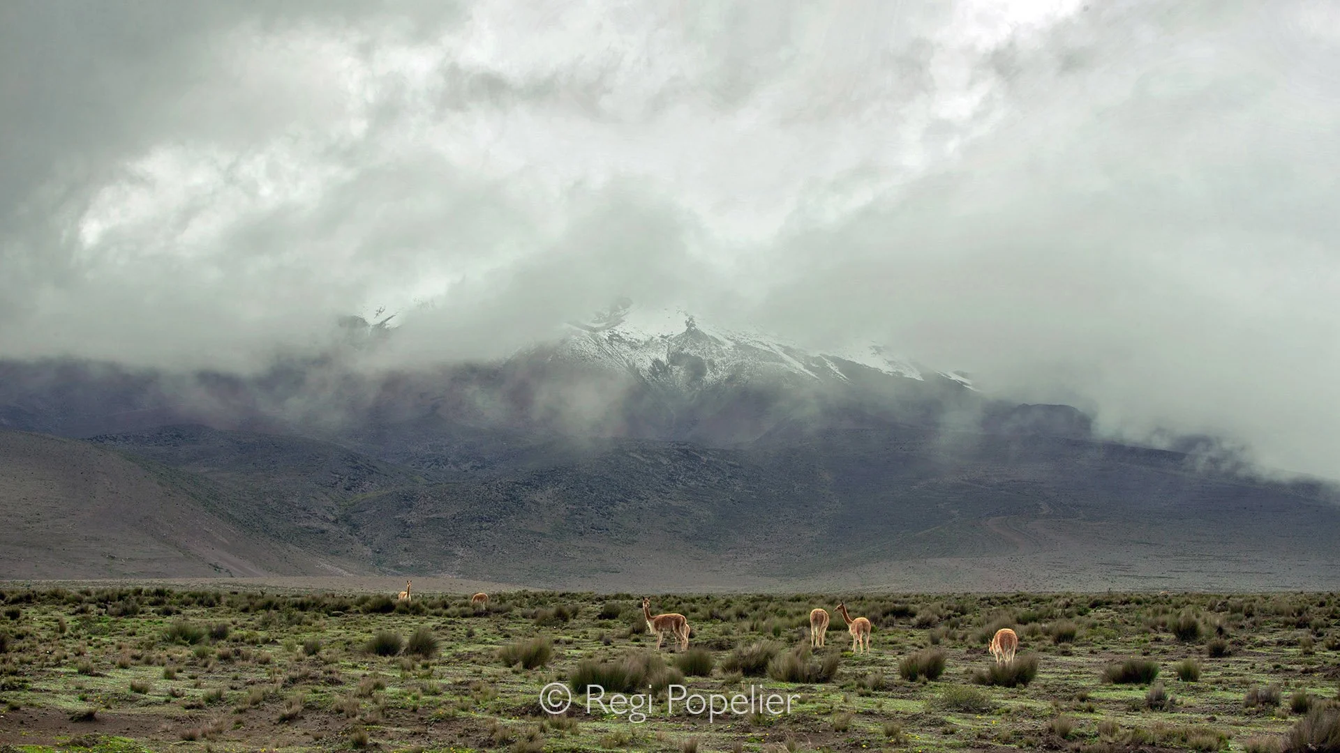 EQ025 -   Iconic peaks like Chimborazo rise in the distance, partially veiled by fog, while guanacos  graze quietly in the foreground.