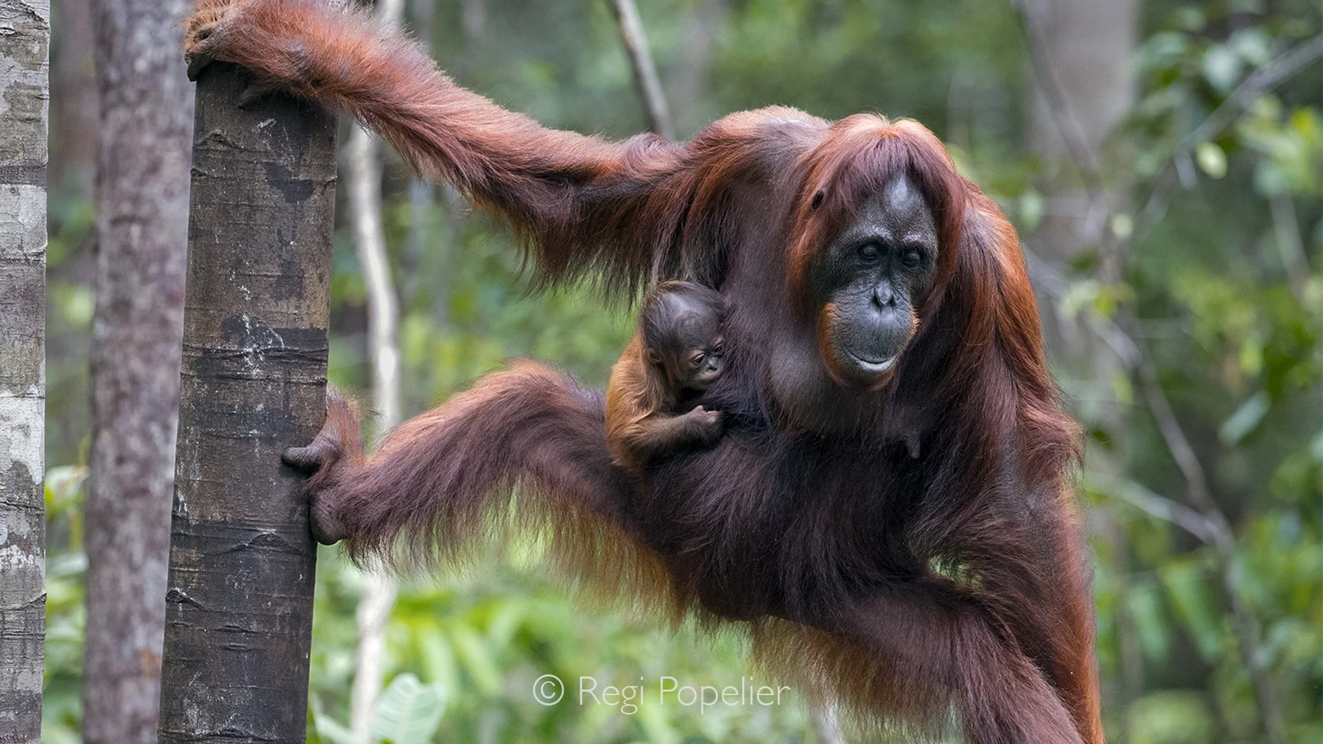 INDO015 - Mother with 4 month old baby coming down to feed on banana.
