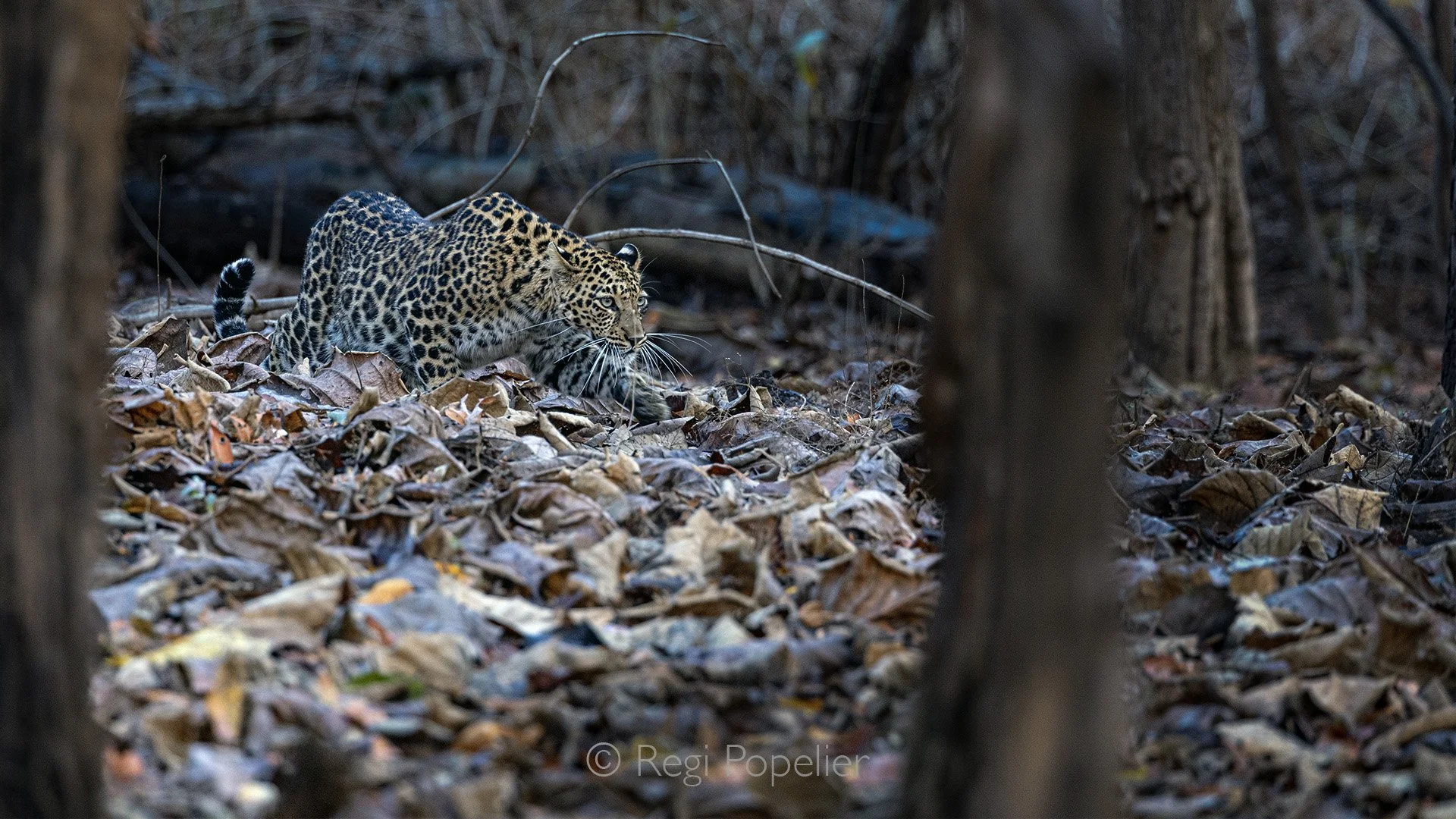 INDIA089 - A leopards stalking his prey. Satpura NP