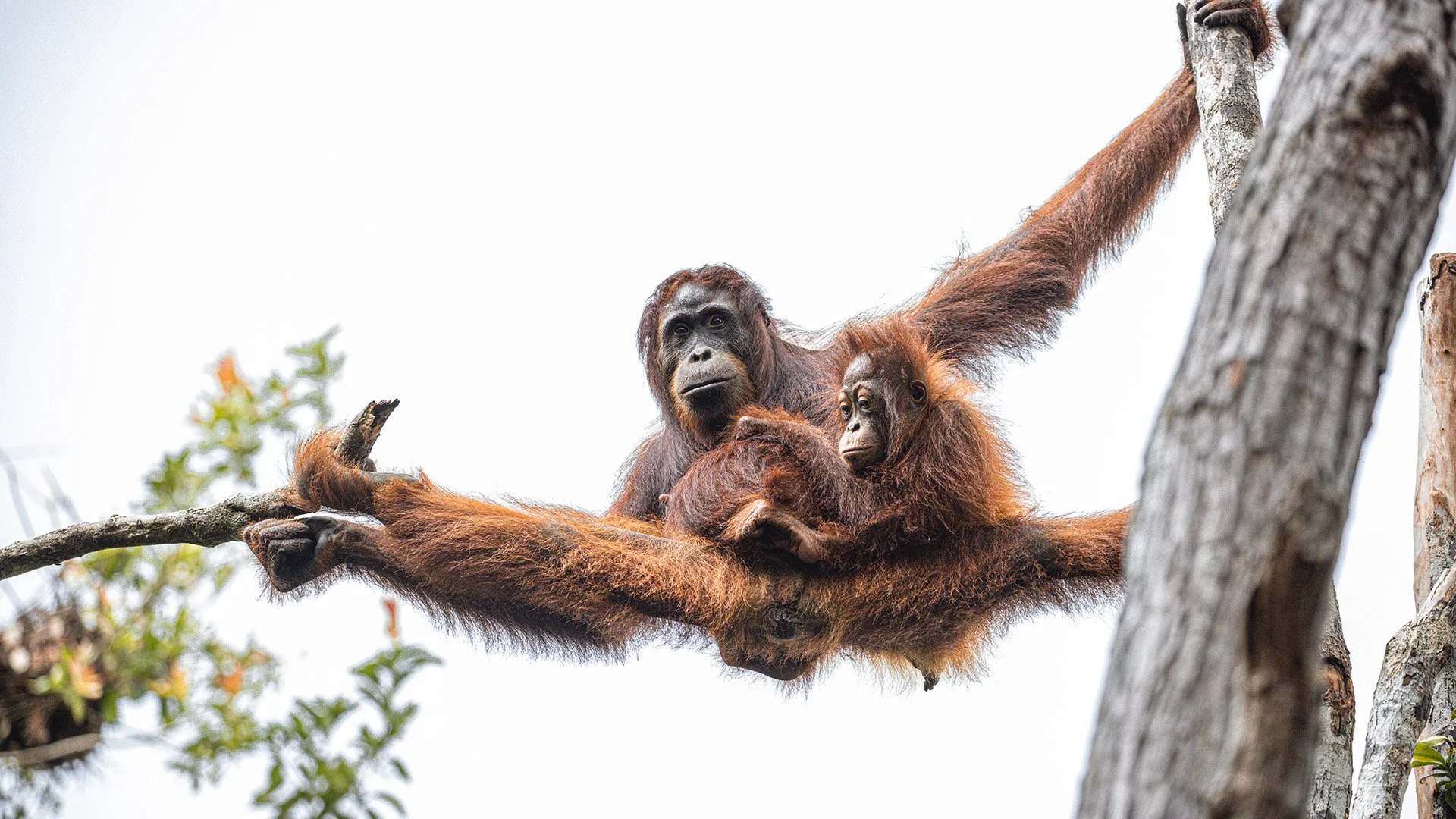 INDO078 - Somewhat closer, using a zoom lens  