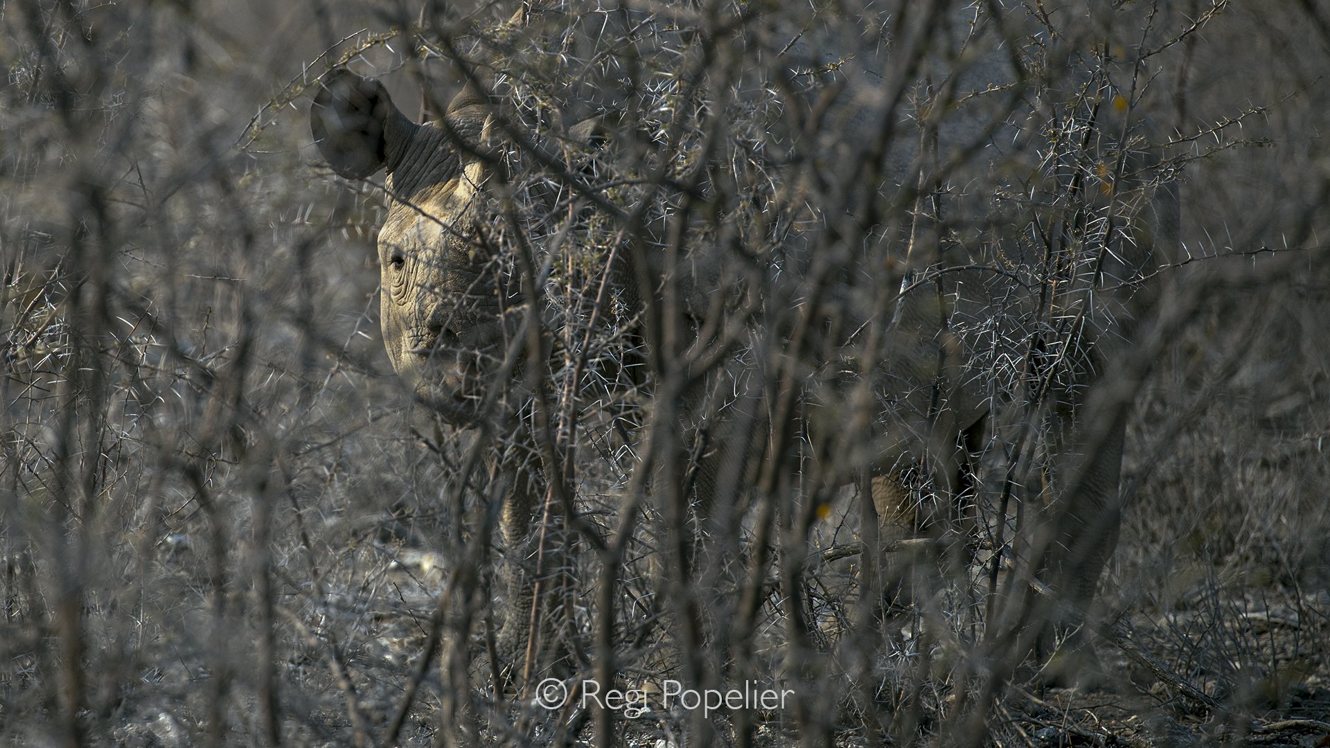 Namibia072 - Limiting the focus to the rhino’s rugged head draws immediate attention to the sheer density of Etosha's acacia defenses. This composition mirrors the elusive nature of the black rhino, which uses the thick, prickly undergrowth as both a