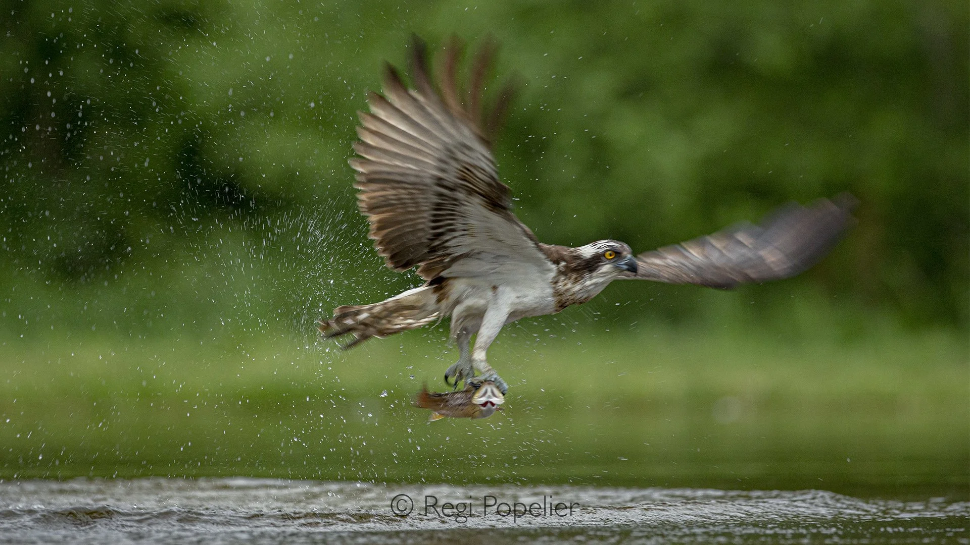 Scotland057 - The osprey strikes the surface with remarkable force, sending droplets into the air as it captures its prey.