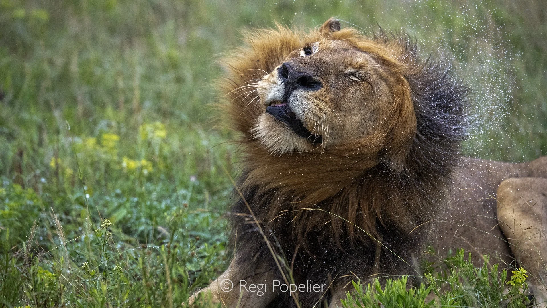 South Africa106 - Against the darkening sky and falling rain, the moment became a poignant portrait of strength, vulnerability, and survival in the wild.