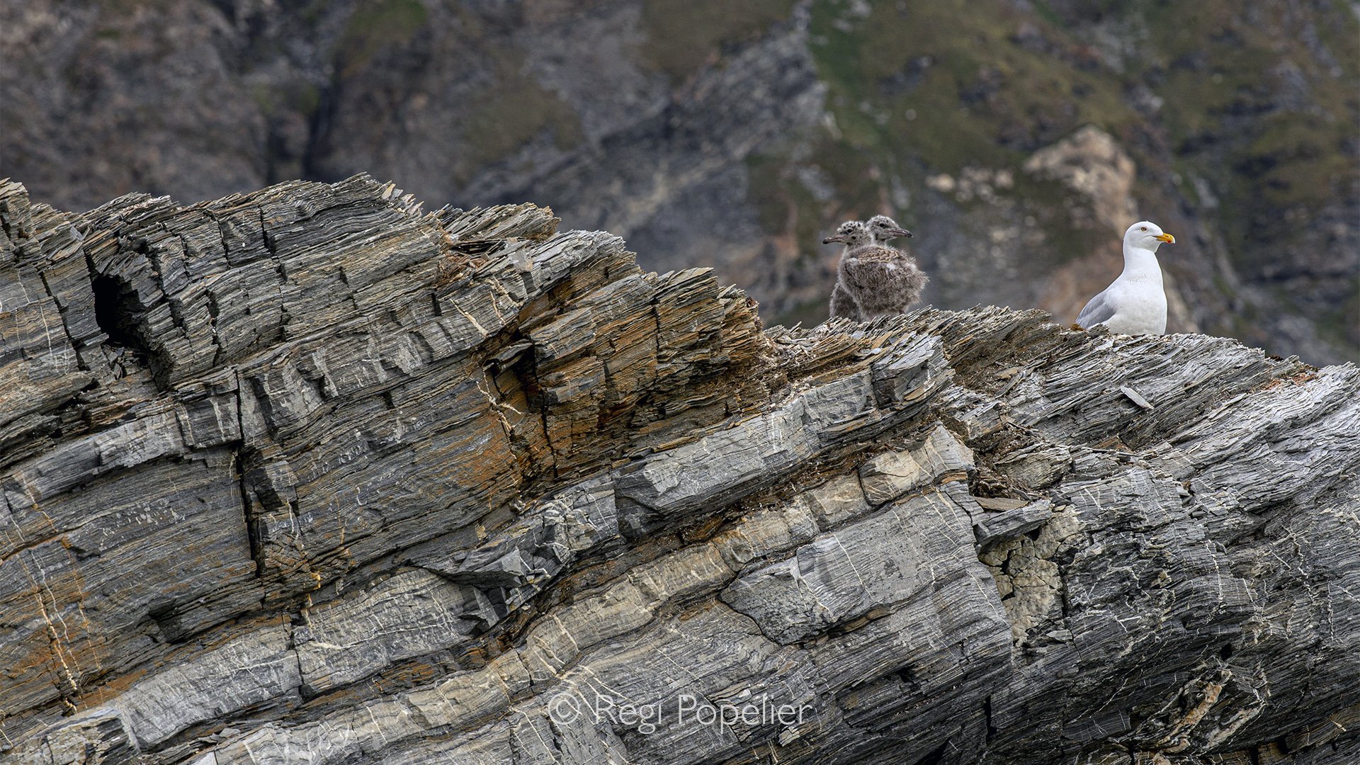 NPOLE070 - Seagull on the watch, her 2 chicks in proximity