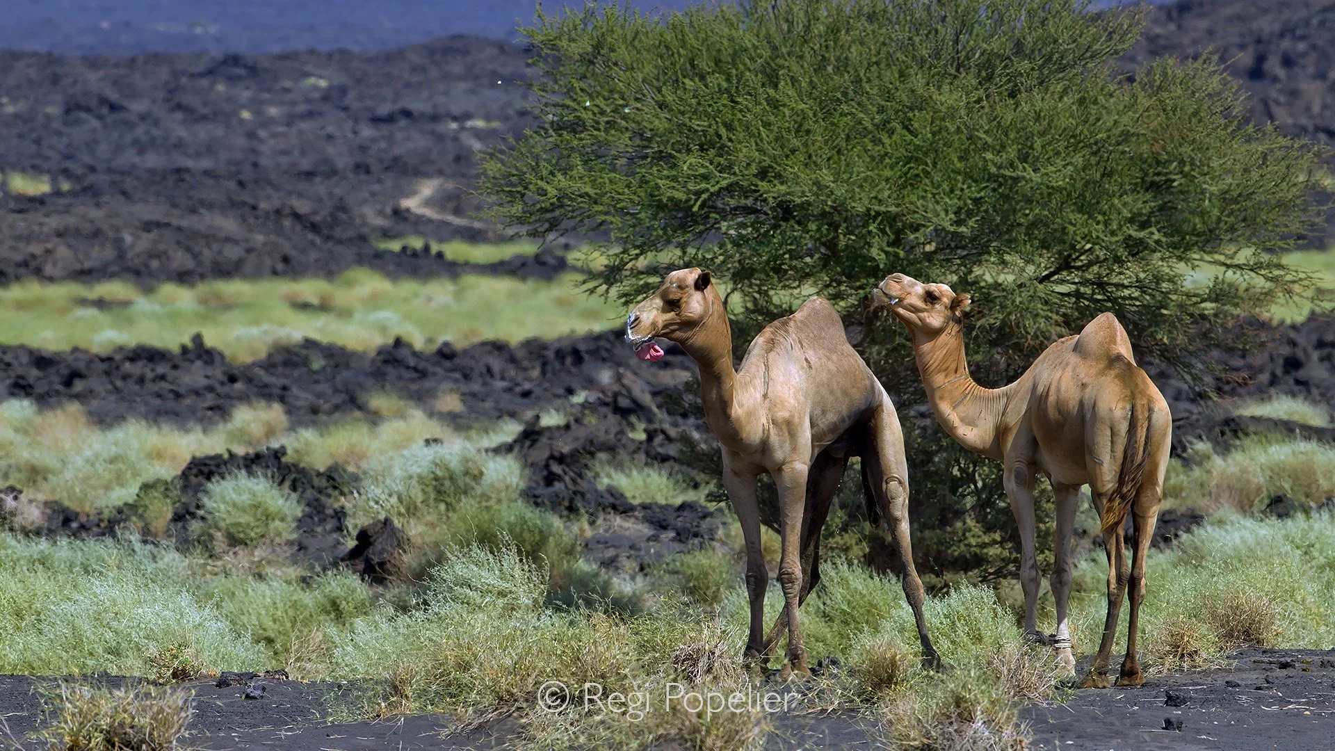 ETH047 - The love play of camels. 