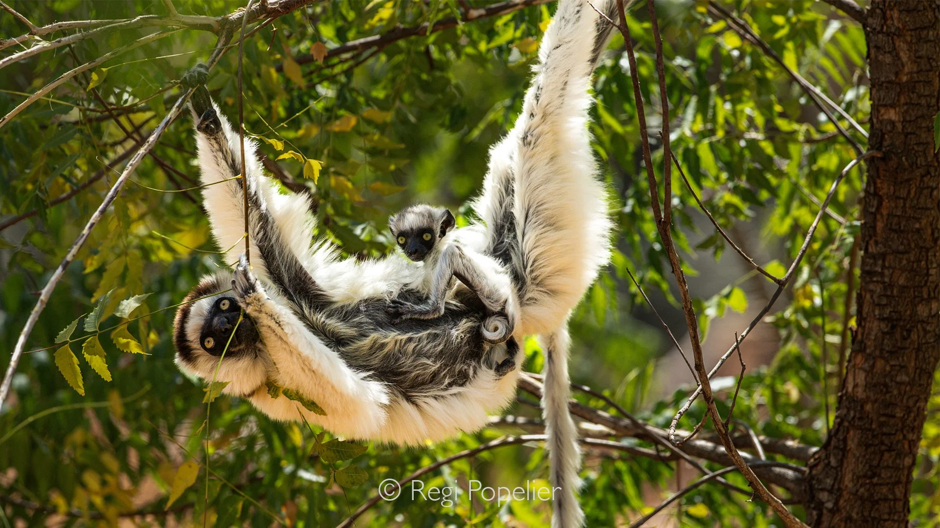 MADA051 - Von der Deckers sifaka with baby