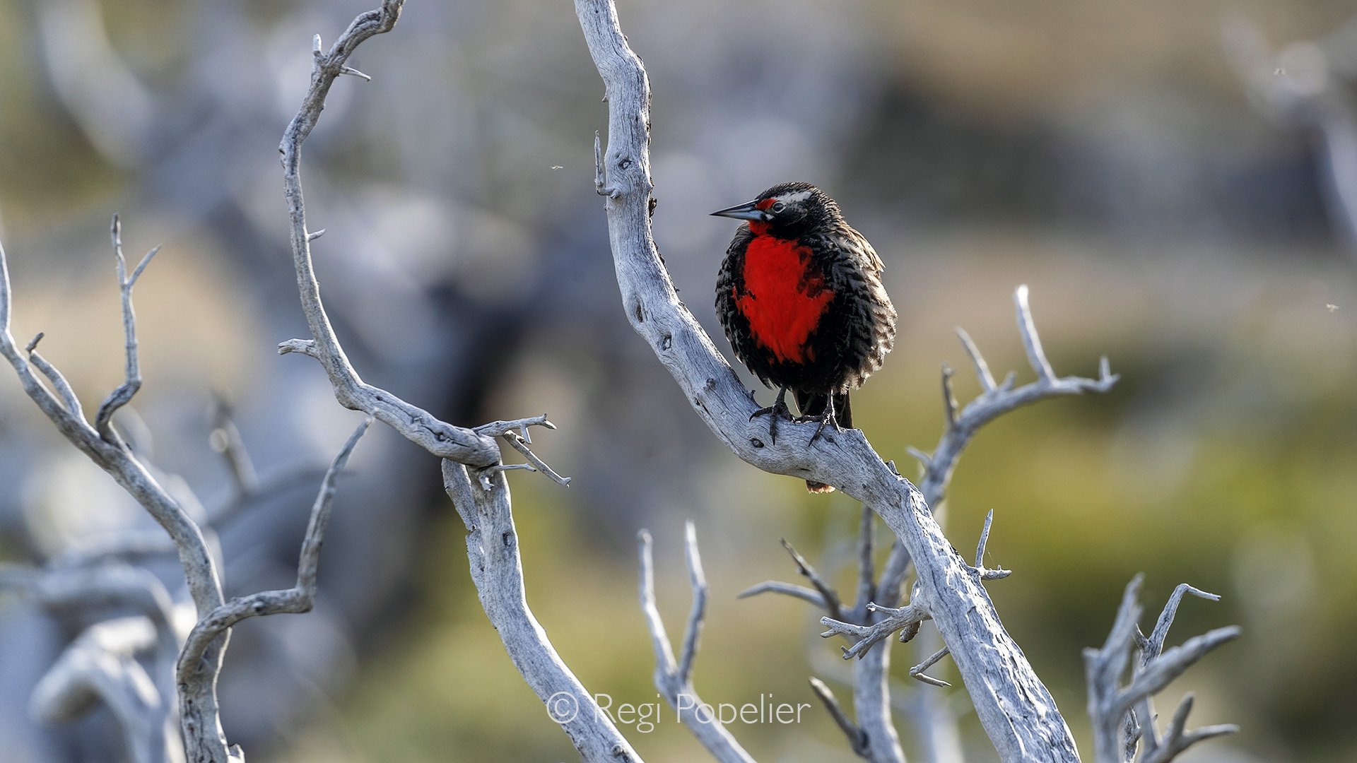 CHILI012 - The Leica bird , here perched on dead branches. 