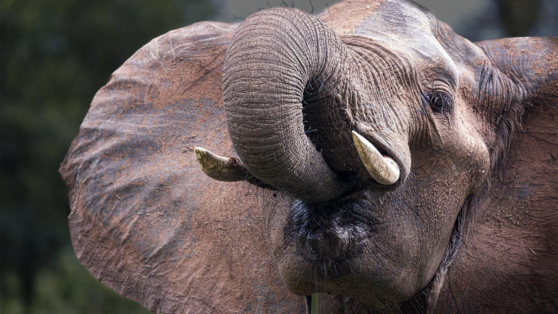 South Africa091 - An elephant bends his trunk into his mouth as he drinks, using this remarkable appendage to draw in water before swallowing.