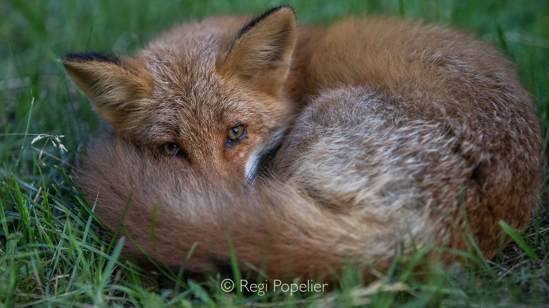 JAP020 - Foxes are often seen along the quiet mountain roads during the early morning hours.
