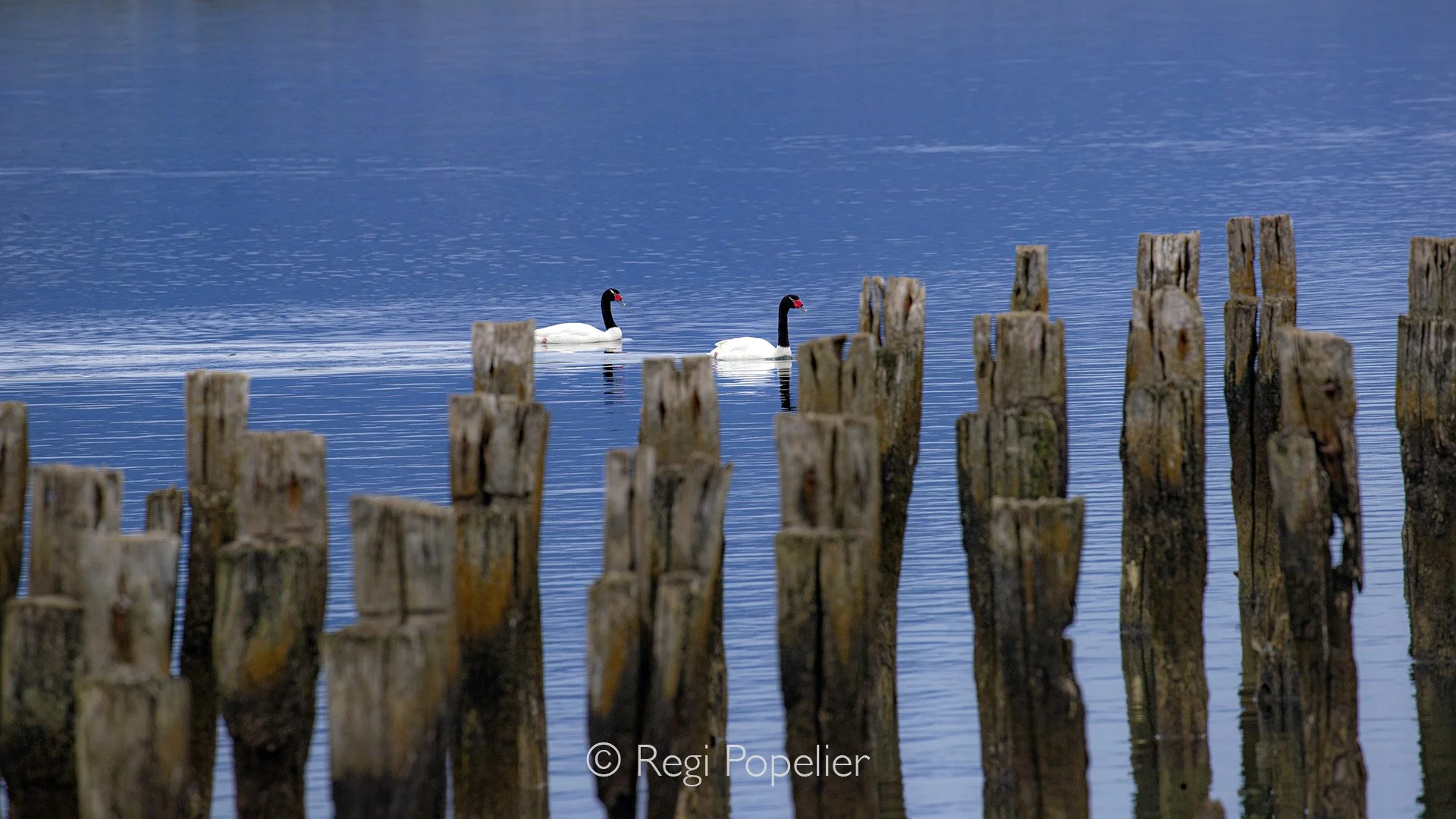 CHILI022 - Black-necked Swan, patrolling