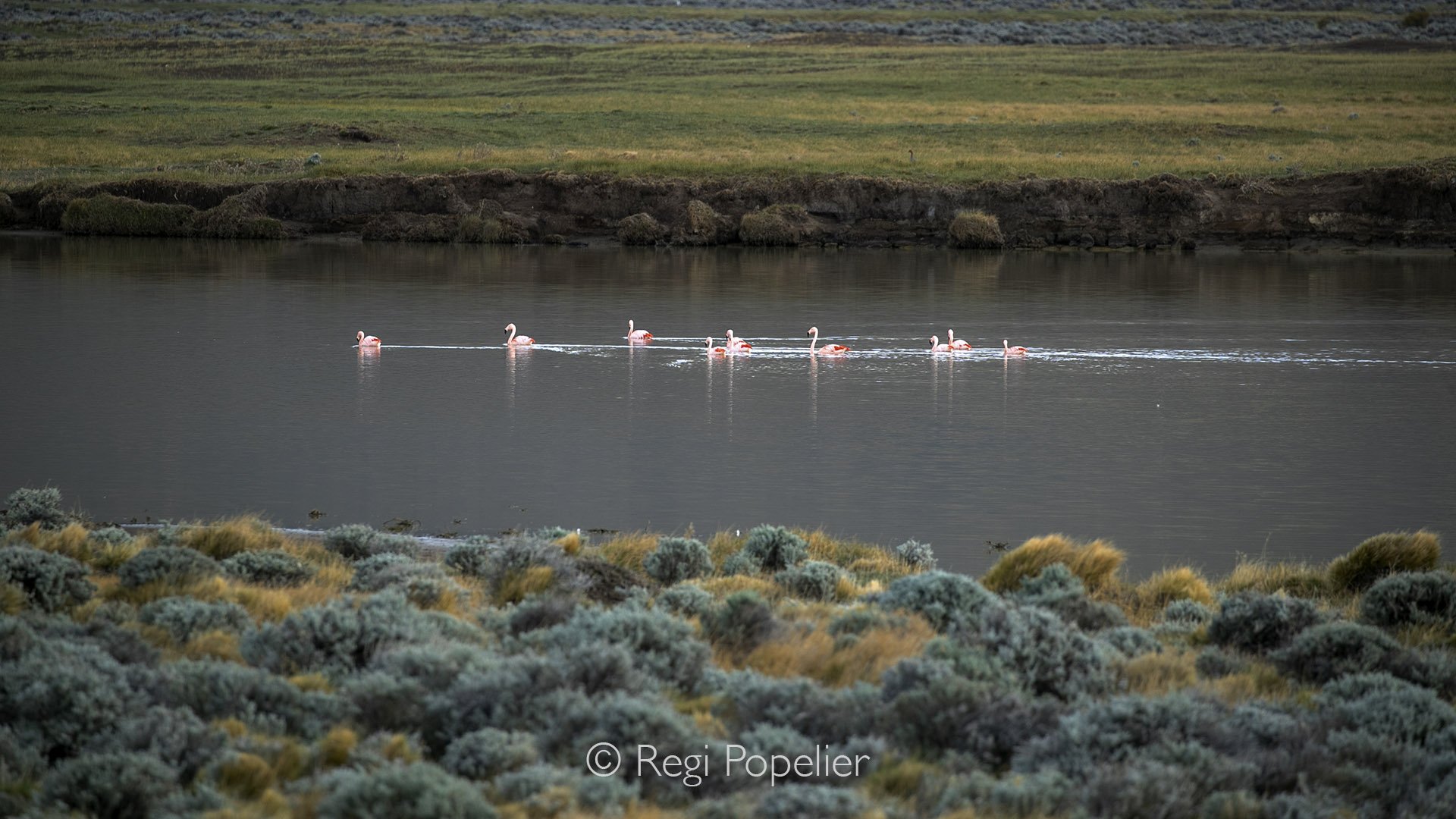 ARG020 -  Small group of flamingos wading through a serene riverbed, another peaceful glimpse of nature’s elegance.