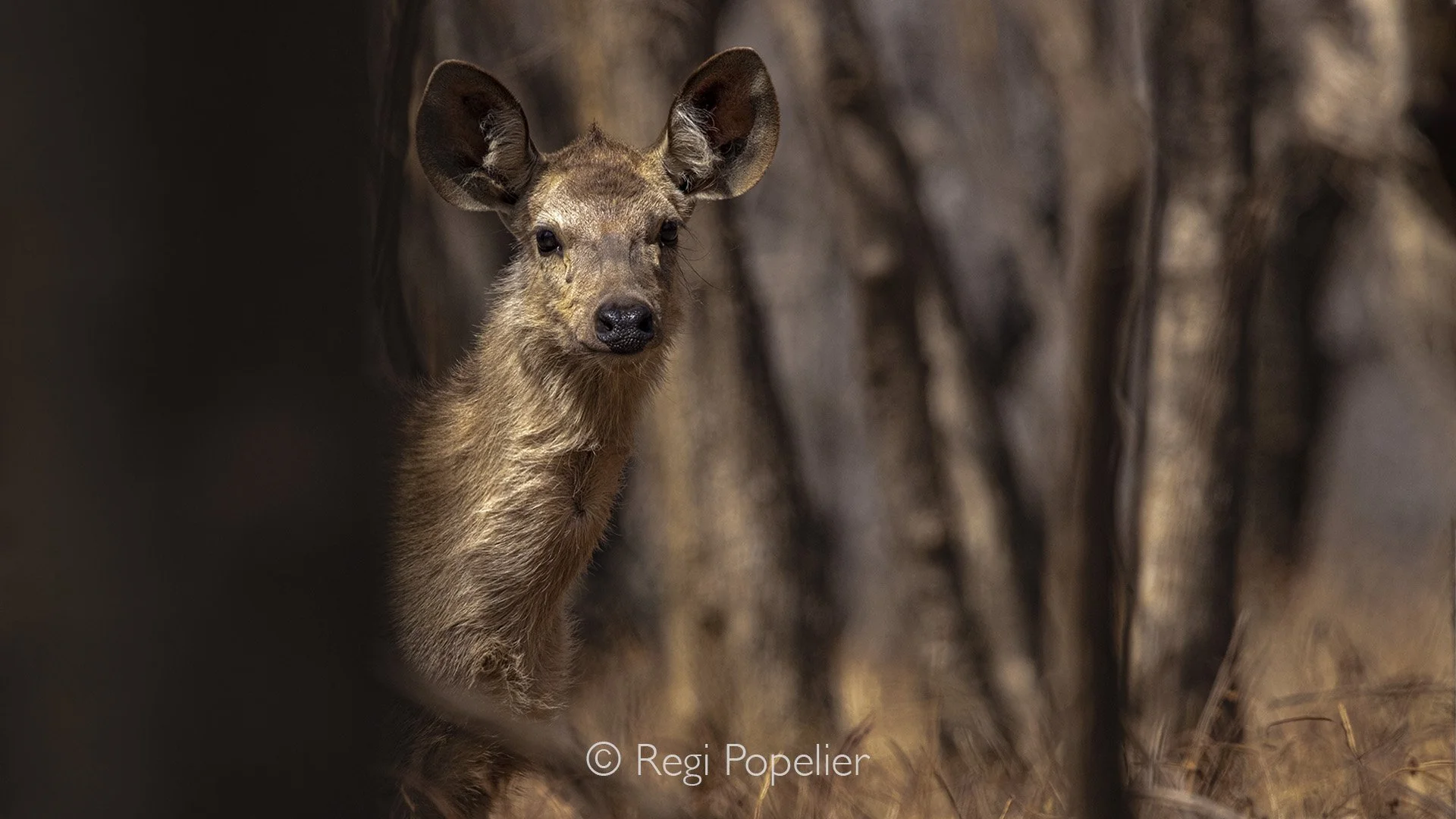 INDIA027 - Glimp of a Sambar deer 