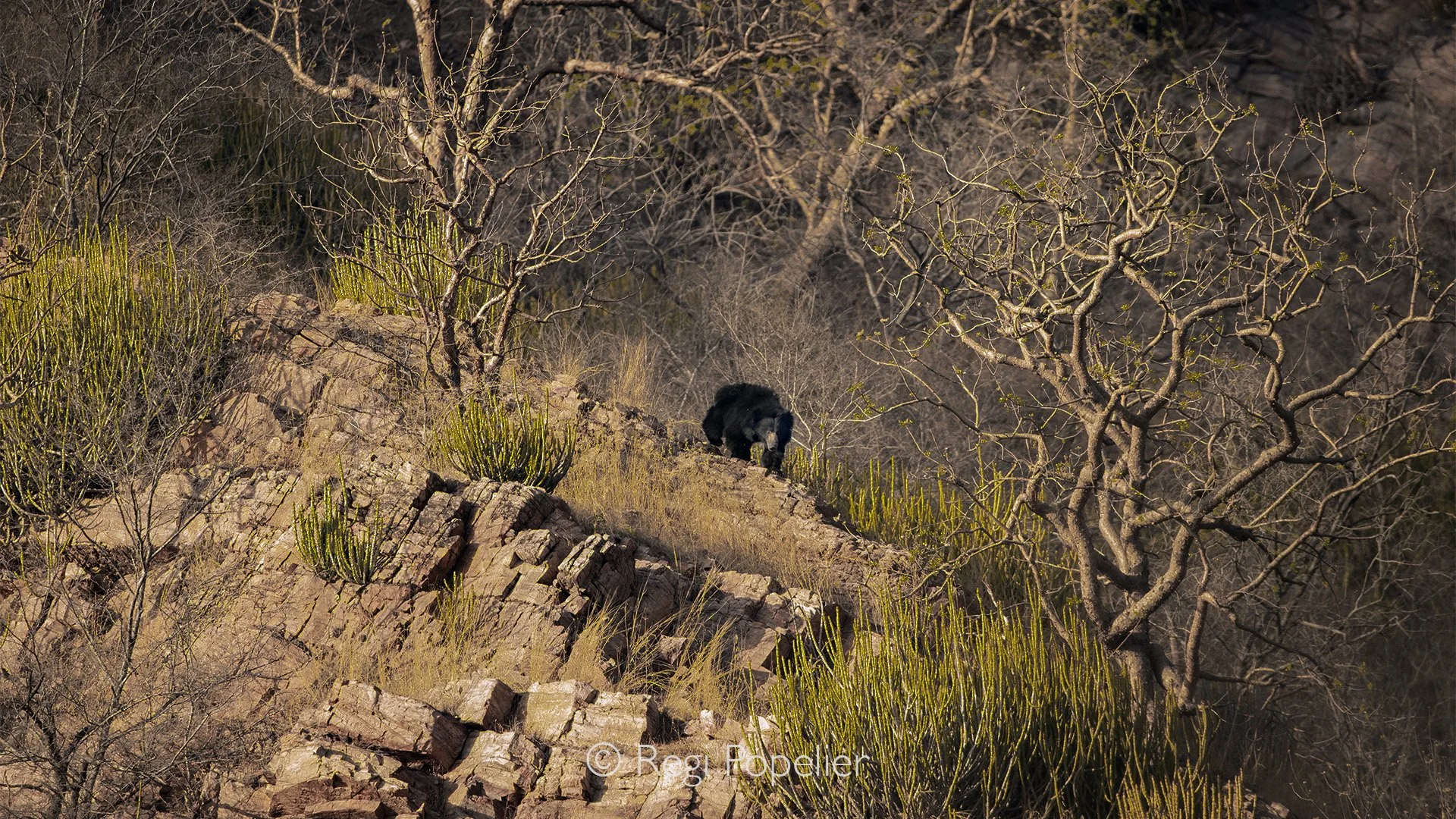 INDIA046 - Sloth Bear one of the formidable predators in the NP 